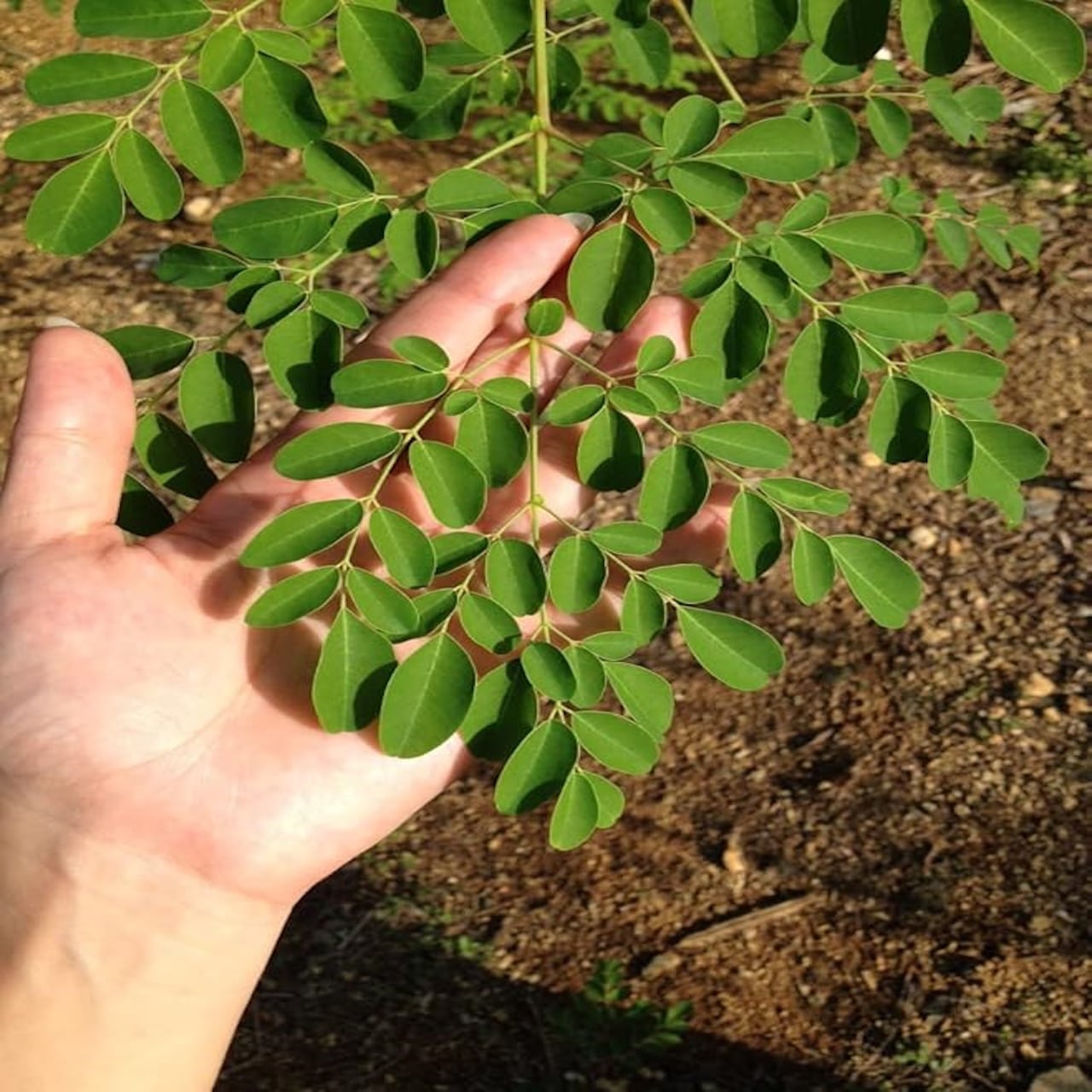 モリンガの苗 奇跡の木 ワサビの木 2本セット ポット苗 樹高10㎝ 健康