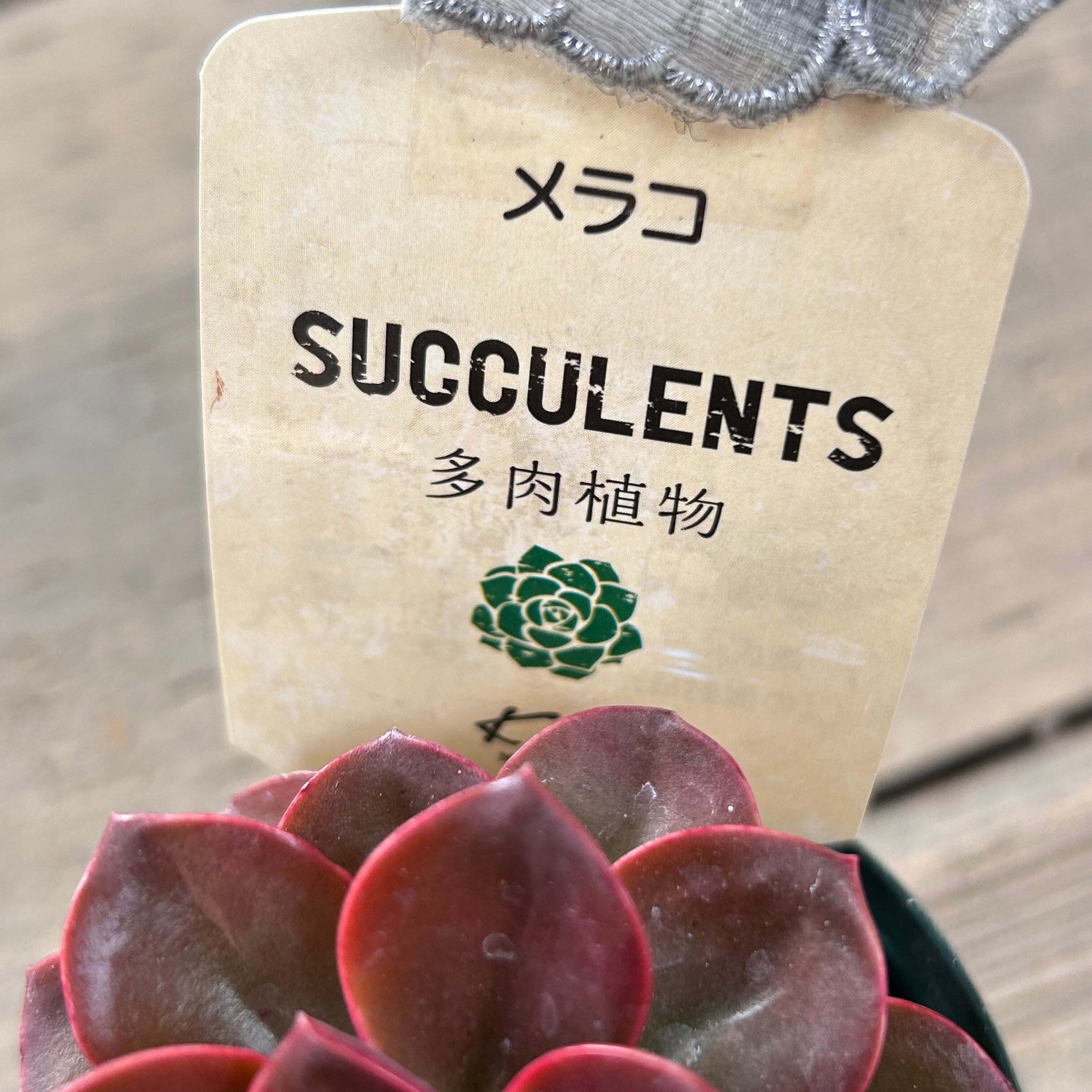 メラコ | RuPo 多肉植物専門店