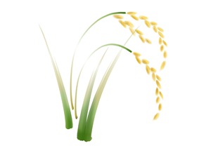 とくしま花椿×ライスブランオイル使用「渭の國石鹸　90ｇ」クロモジ