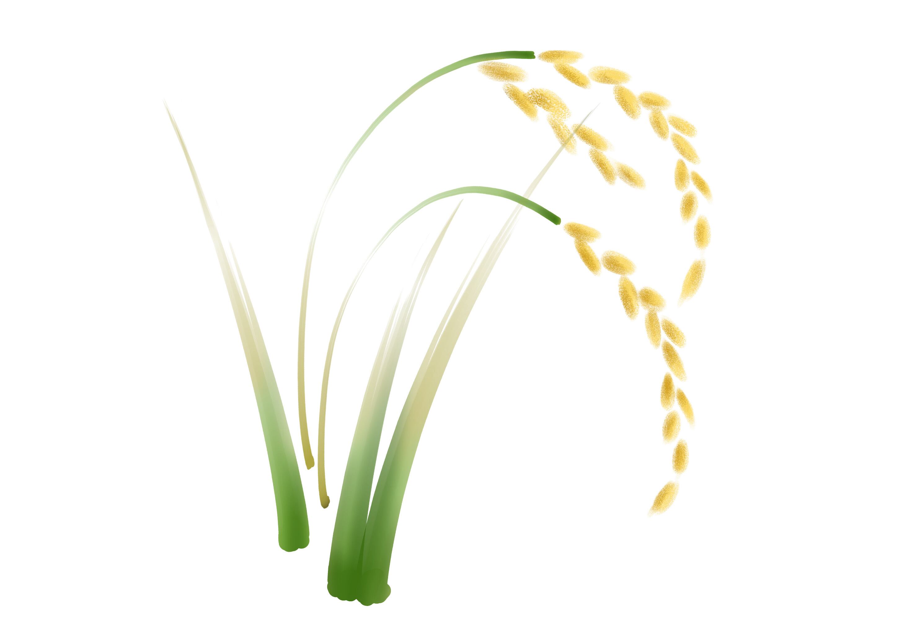 とくしま花椿×ライスブランオイル使用「渭の國石鹸　90ｇ」クロモジ