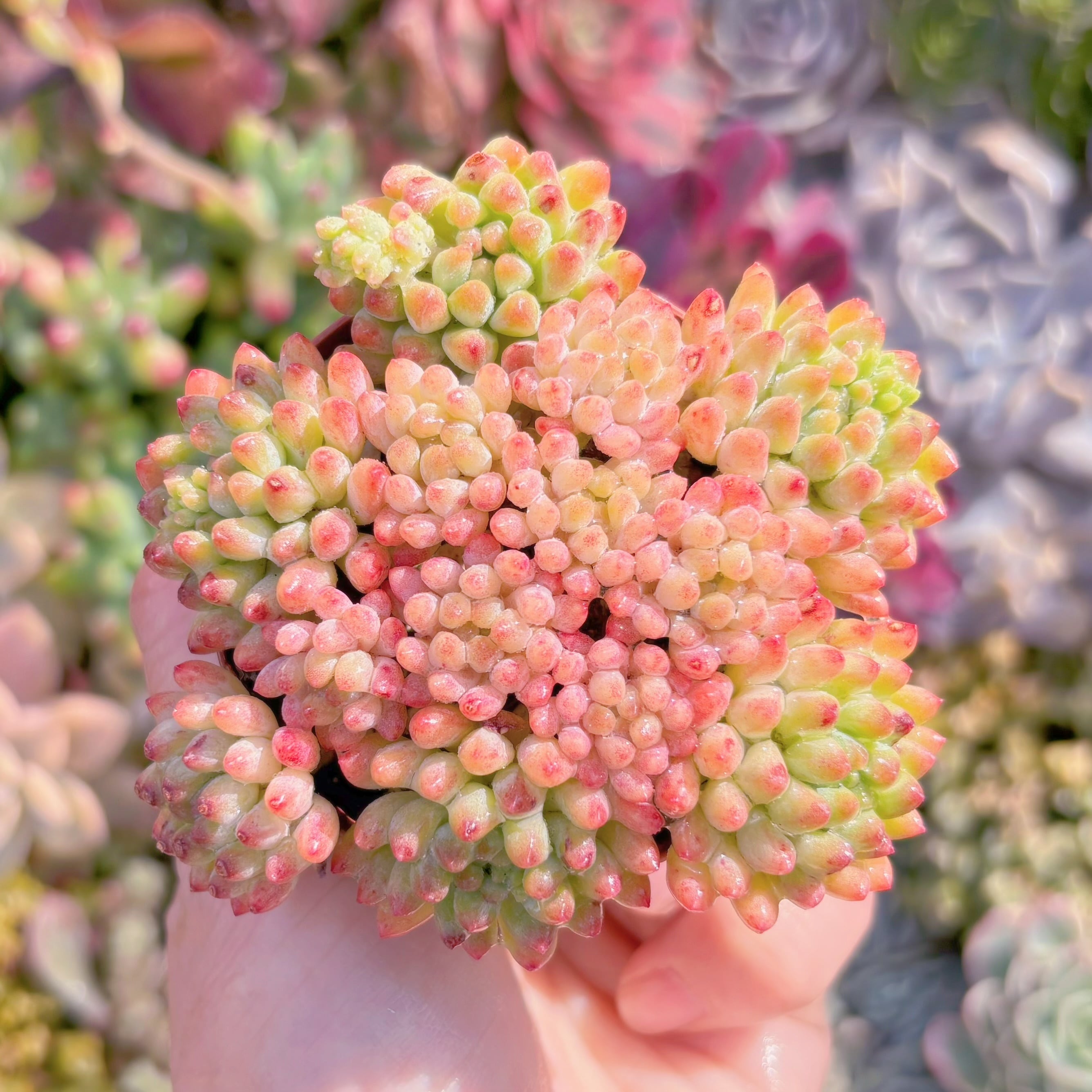 現品　花火#867　群生　新入荷　るる農園