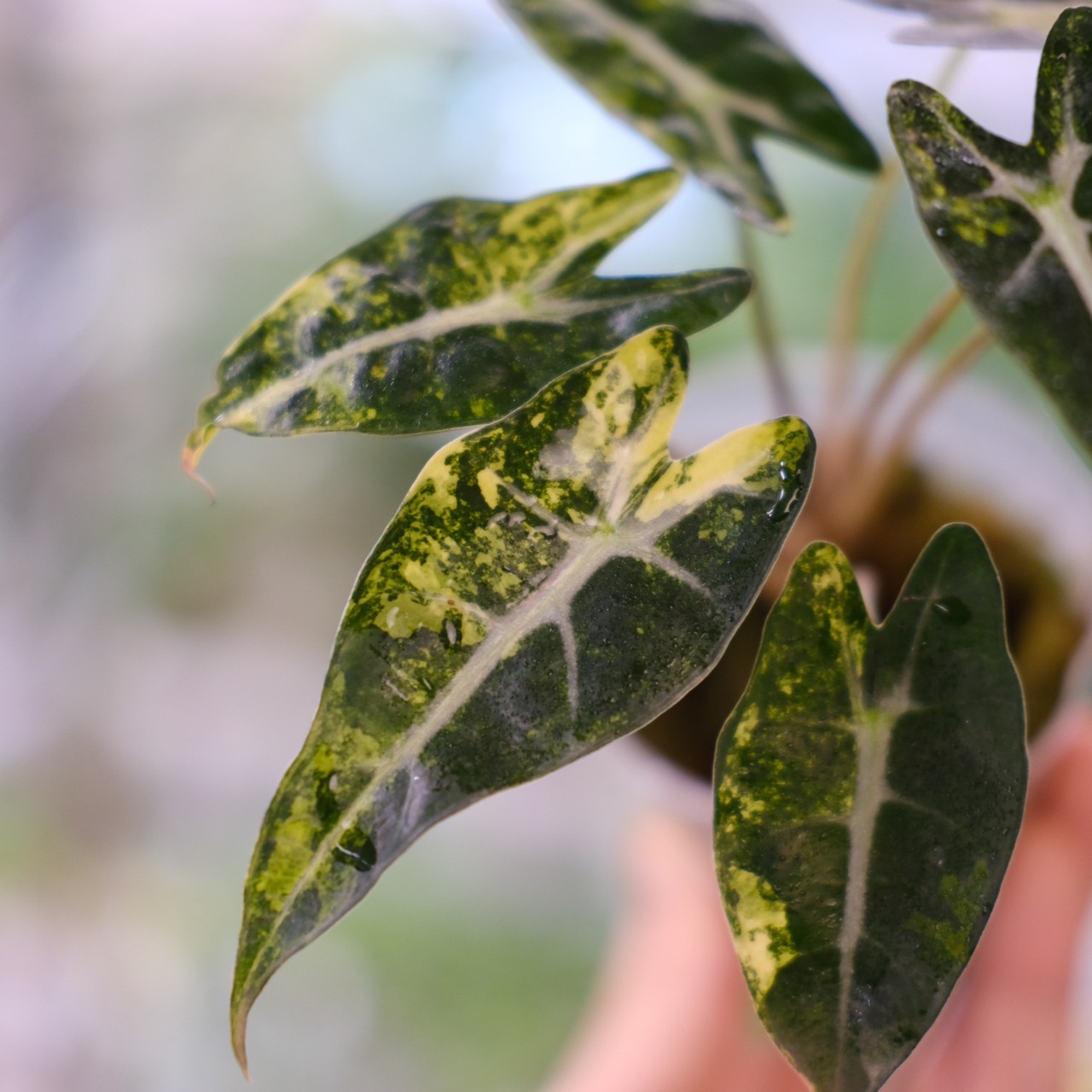 アロカシア バンビーノ イエロー / Alocasia bambino variegated 'Yellow'⑤ / 観葉植物