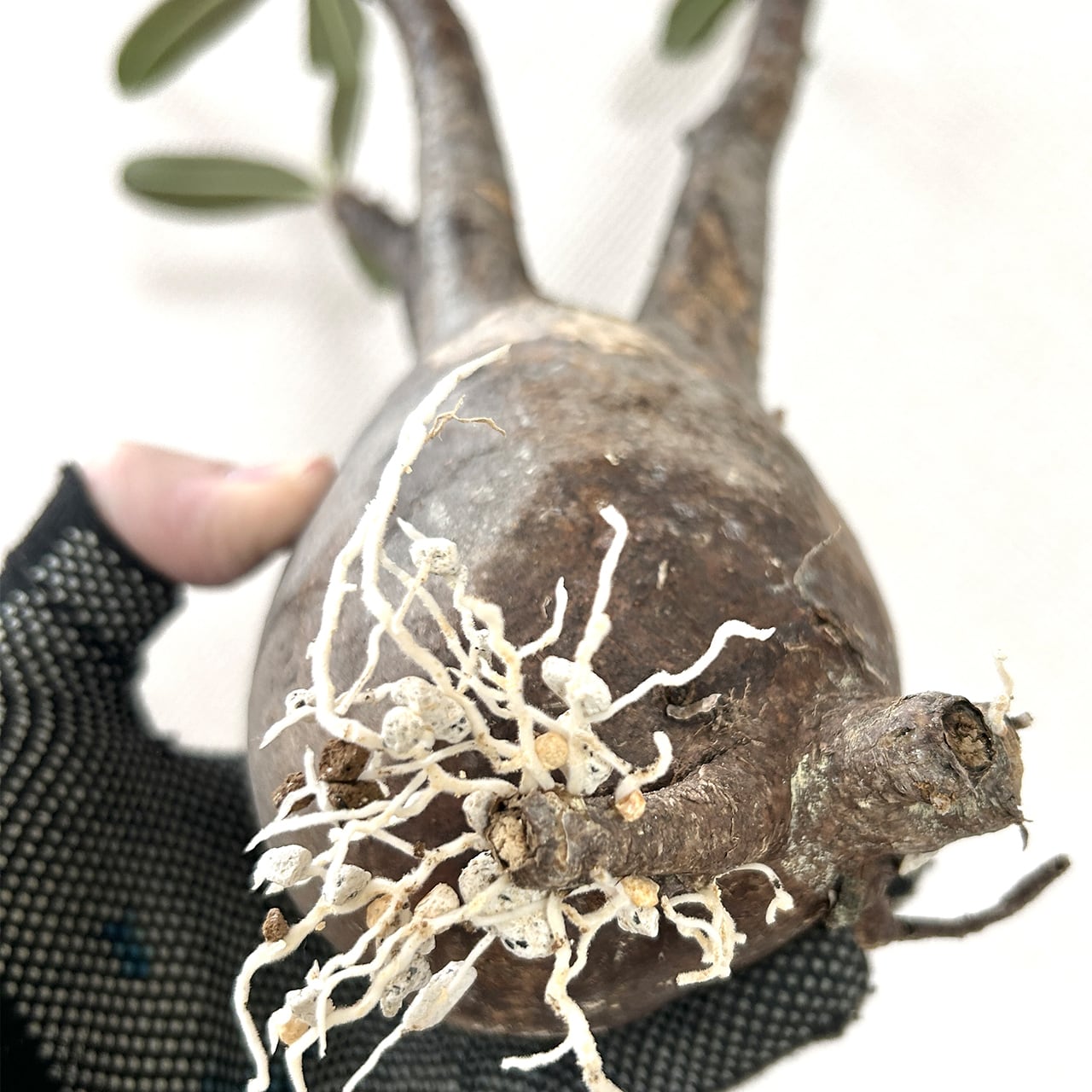 パキポディウム・グラキリス（胴回り約30㎝）｜大株ならではの圧倒的ボリュームと造形美【現地株／発根済／手作りモルタル鉢】