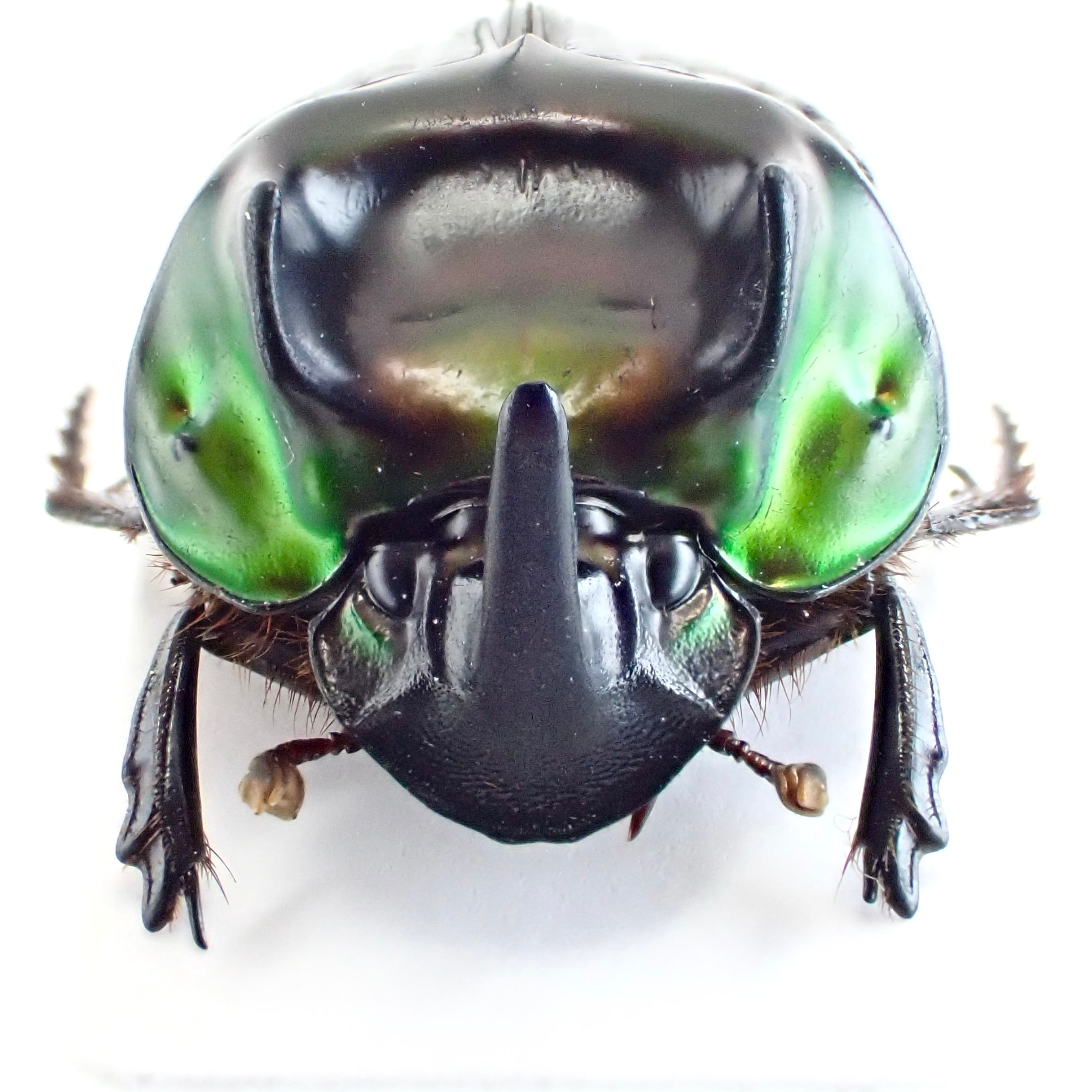 フランス領ギアナ産 Oxysteron durantoni ♂♀ 16mm/16mm | 昆虫標本