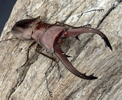 【WD】《イグジミウスホソアカ 52mm ペア》