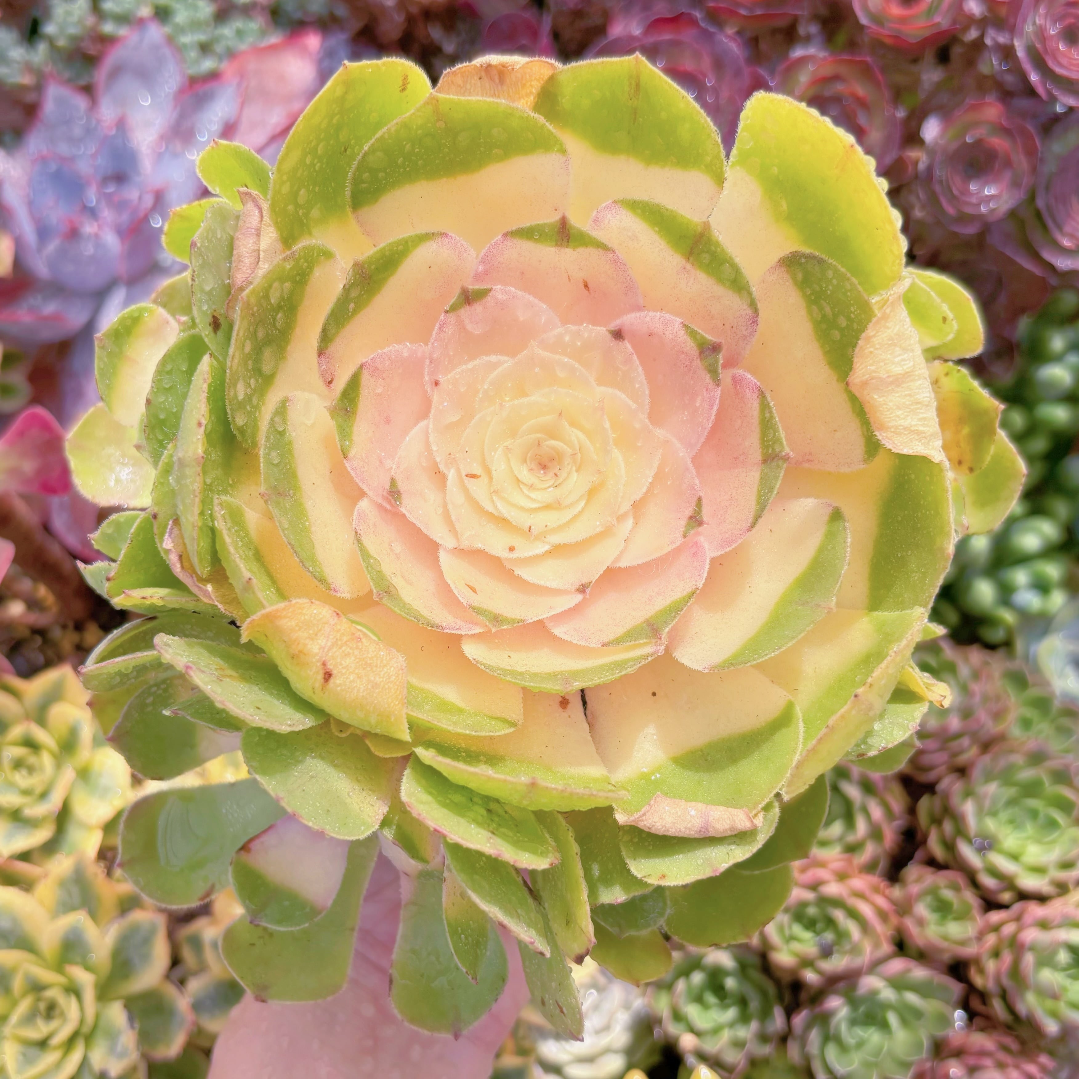 現品　ハロウィン錦#F242　大群生　新入荷　るる農園