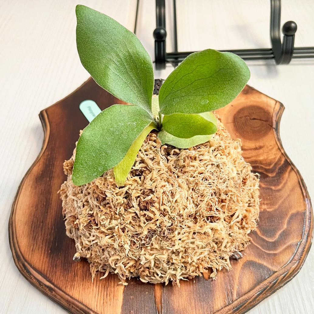 ビカクシダ ペガサス 板付 【観葉植物 室内 コウモリラン】 | bikakuya