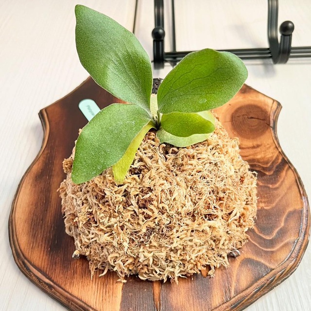 ビカクシダ ペガサス 板付 【観葉植物 室内 コウモリラン】