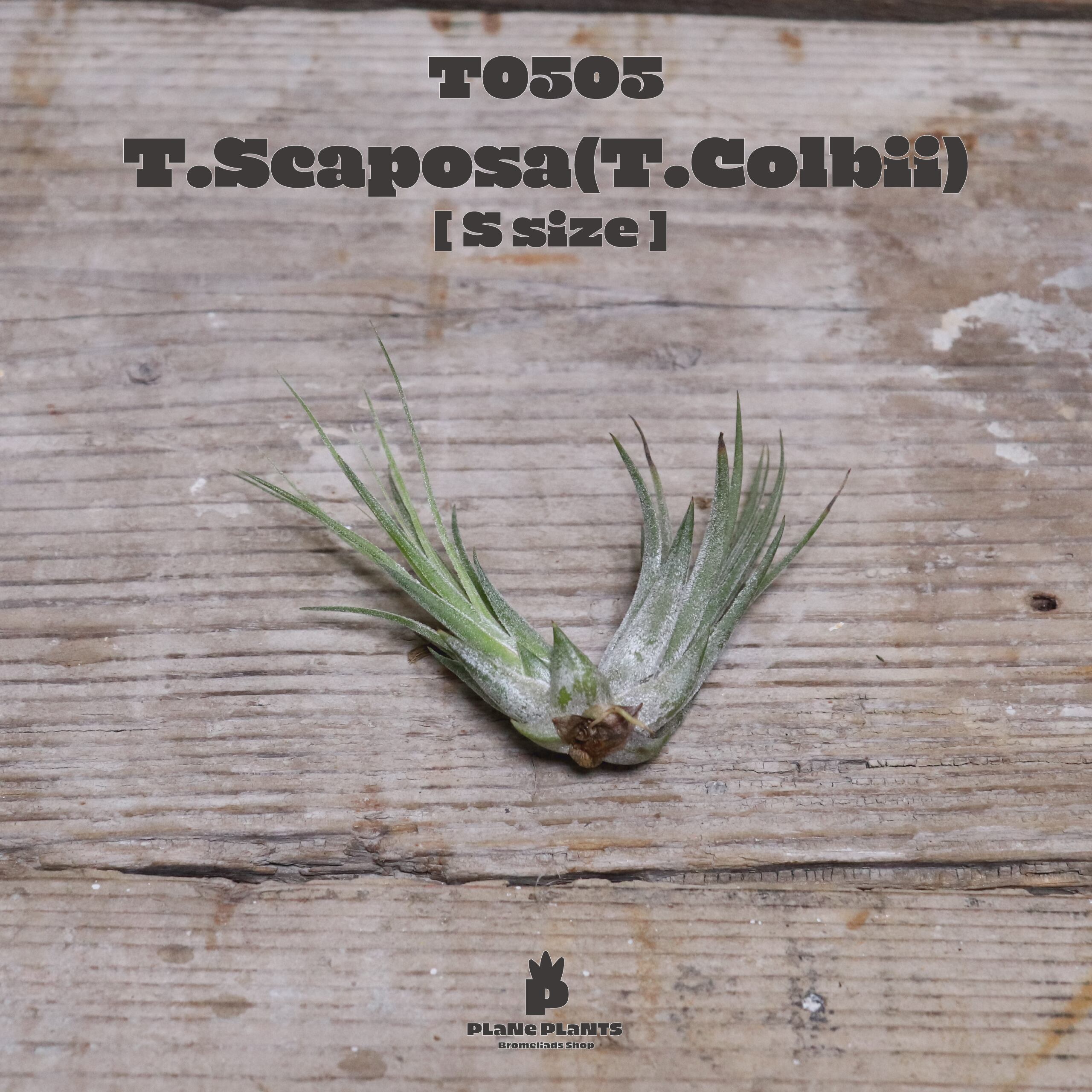 【送料無料】スカポーサ S〔エアプランツ〕現品発送T0505