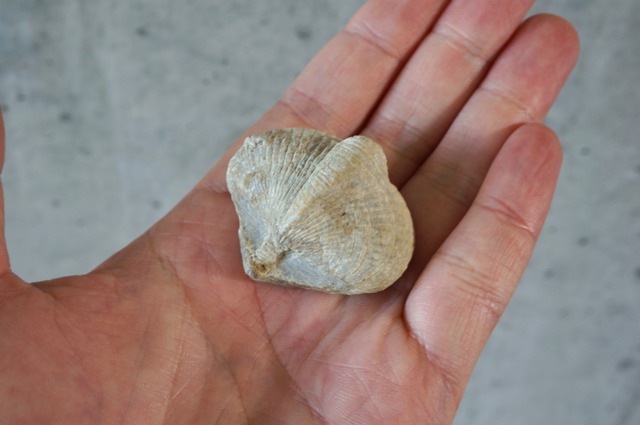 Brachiopod Fossil