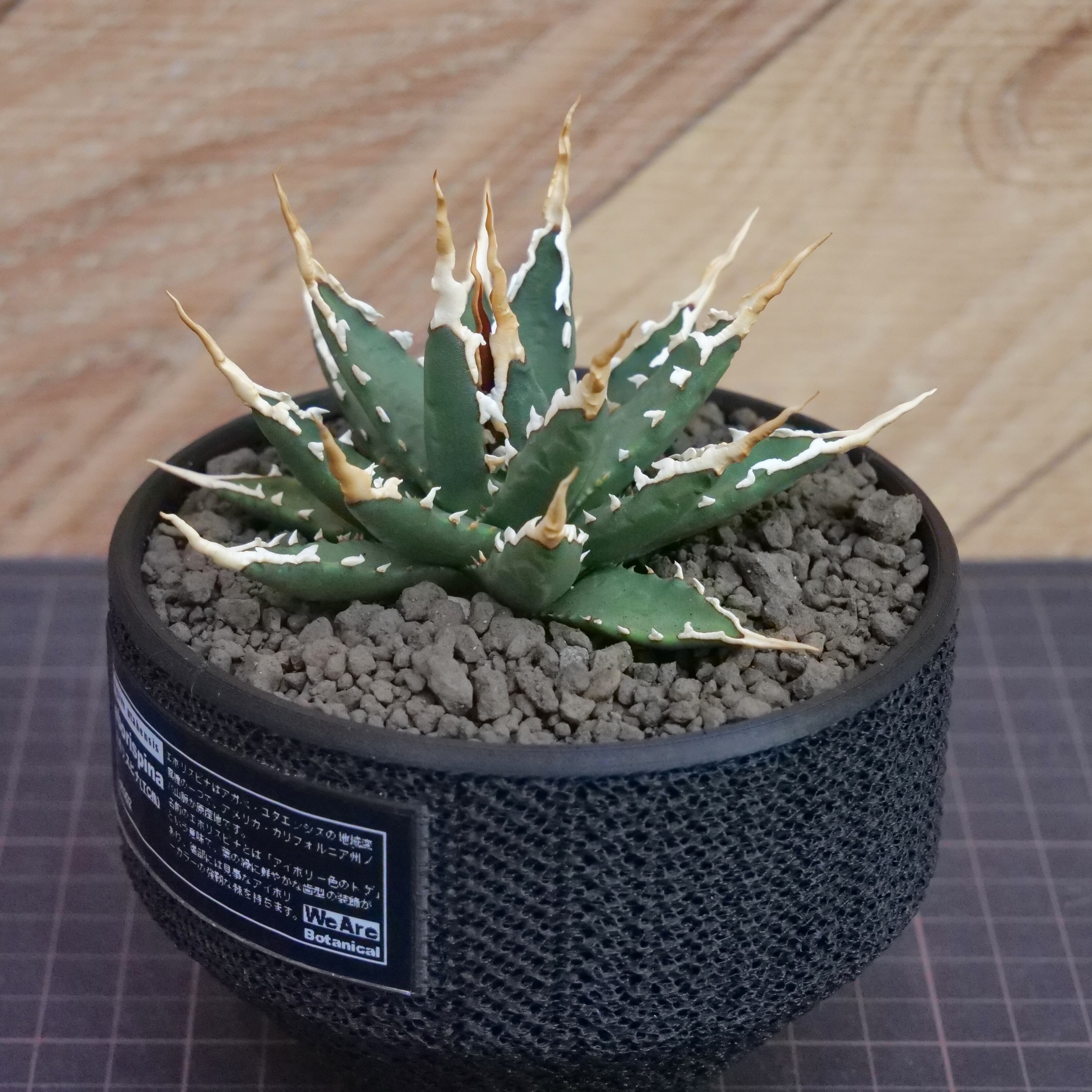 Agave utahensis eborispina アガベ エボリスピナ（実生3年） / 中株
