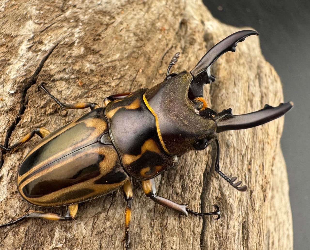 【WD】《ゼブラノコギリクワガタ原名亜種 41.5mm ペア》