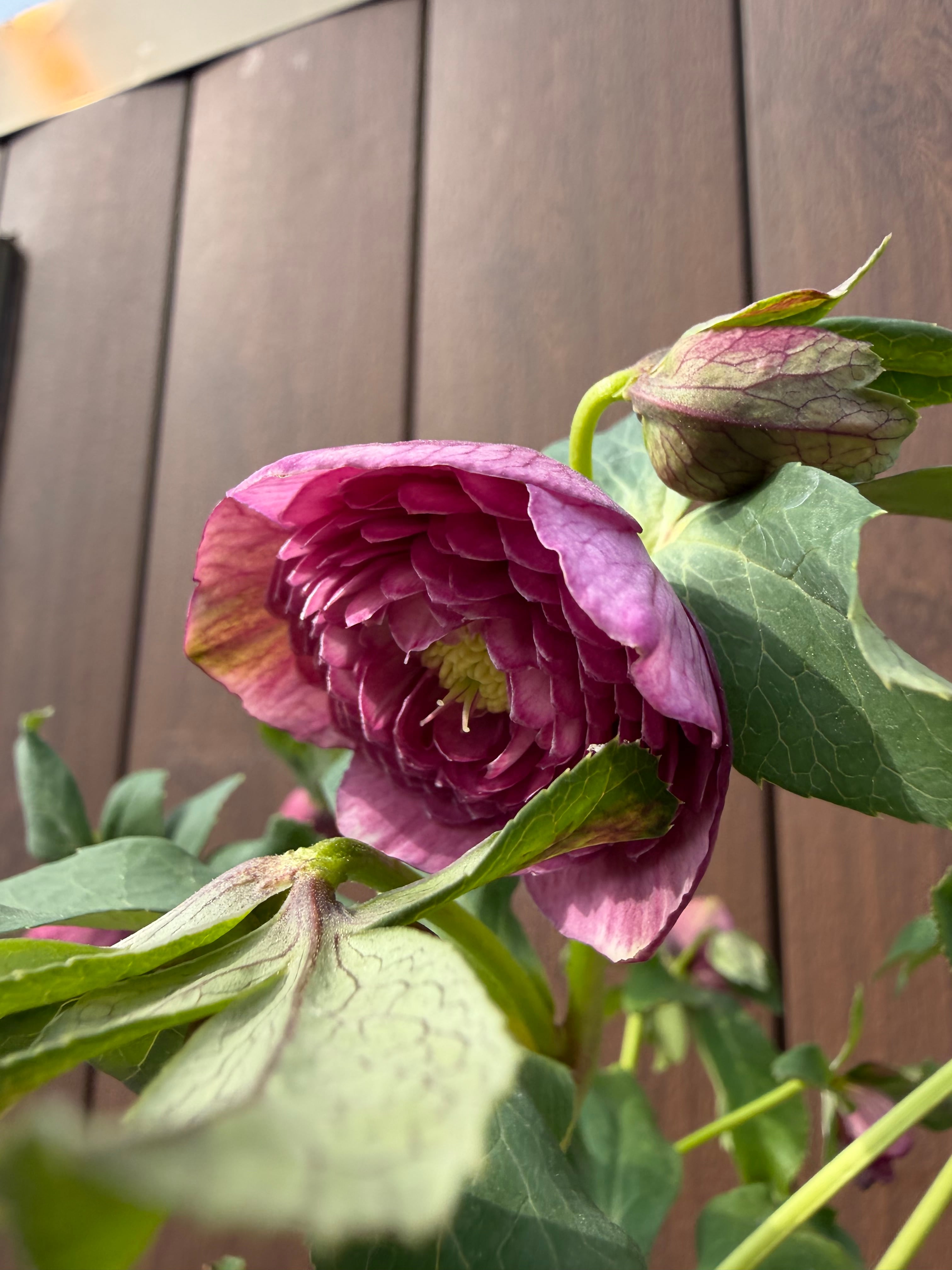 ピンクアフロディーテ 加藤農園 クリスマスローズ【Ka15】送料無料