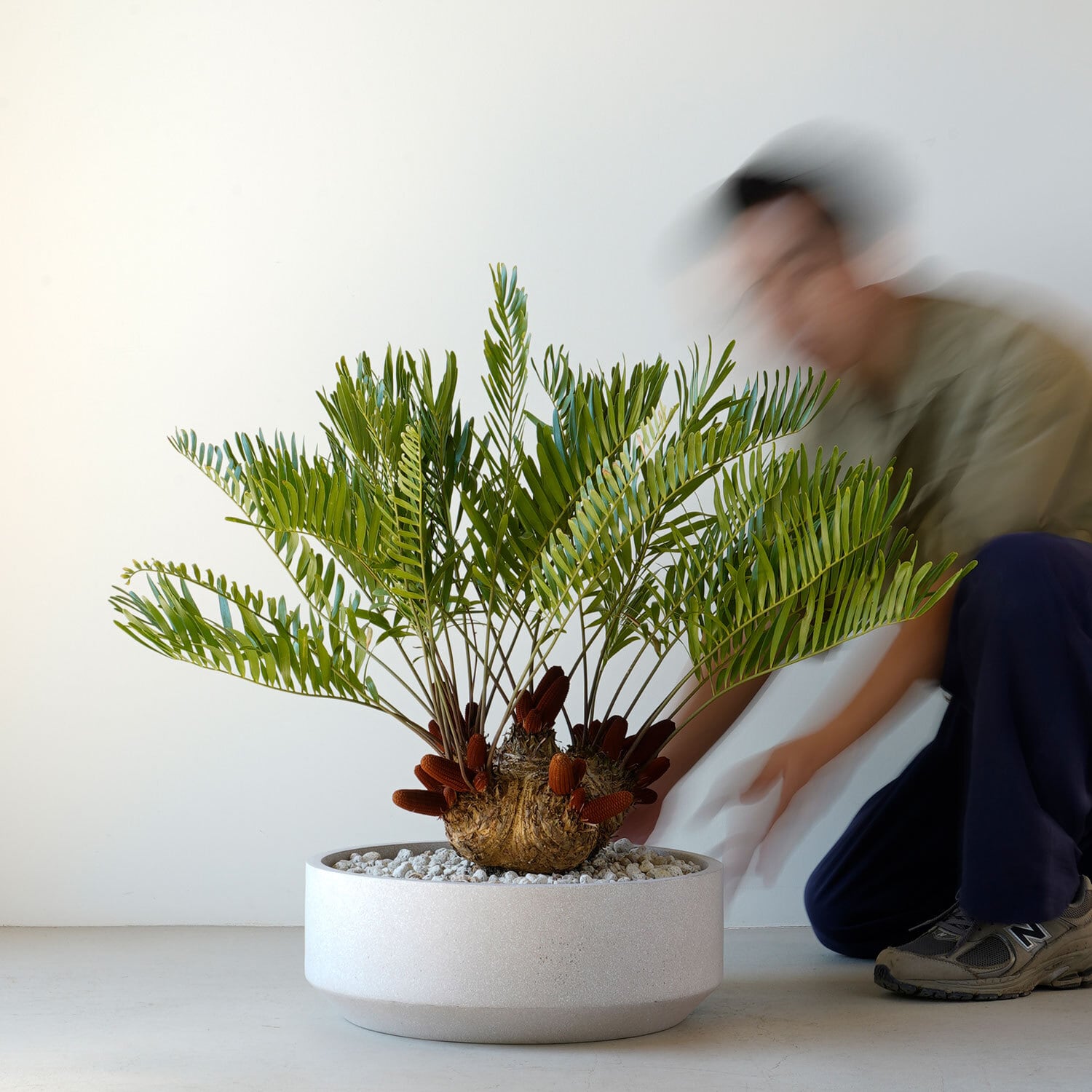 ザミア フロリダーナ | AYANAS（アヤナス）｜観葉植物のセレクト