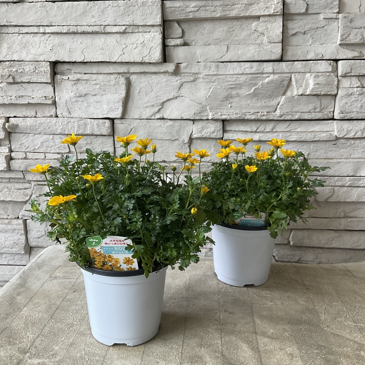 ビデンス タイムレス イエロー 4寸ポット | 橋本種苗園