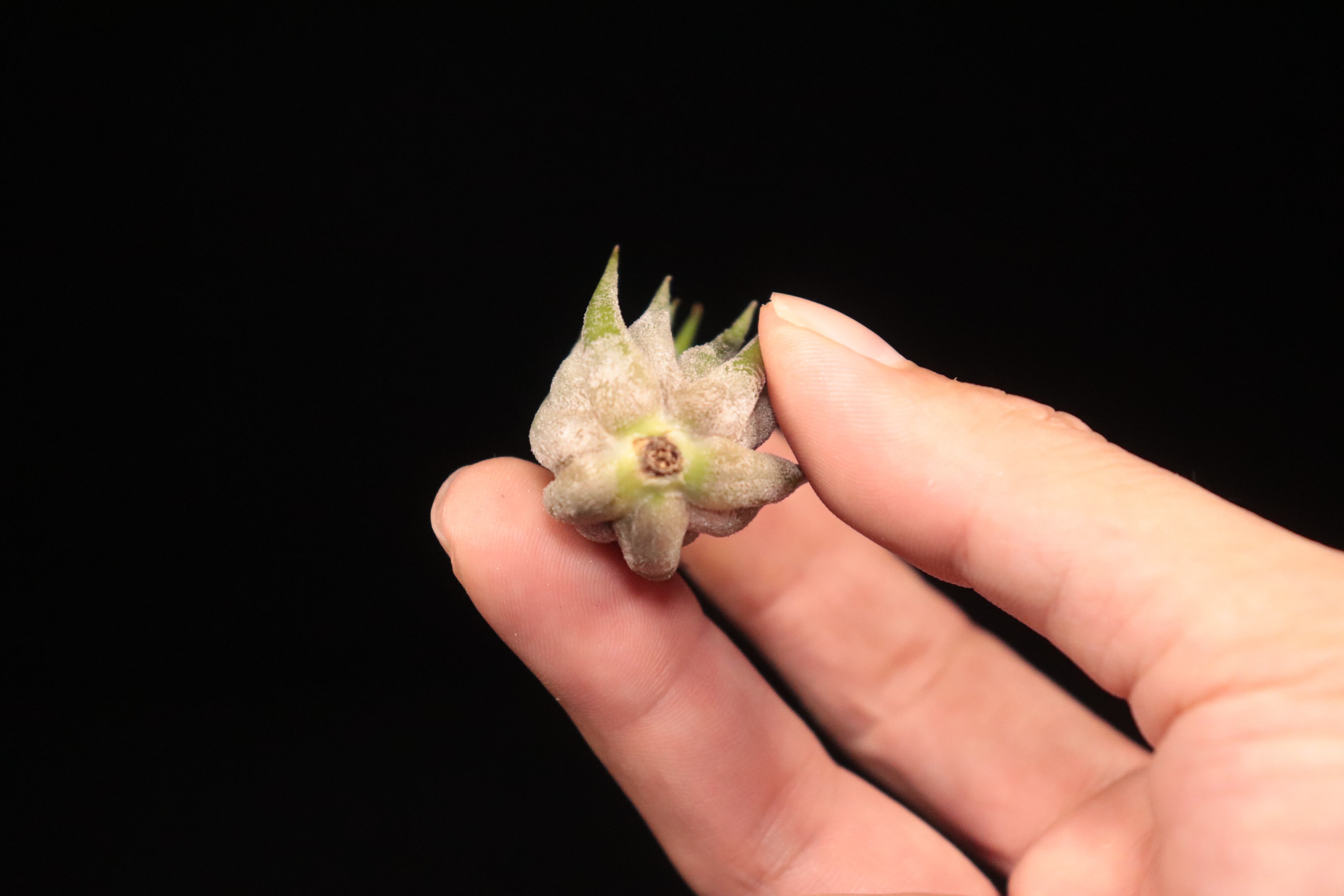 送料無料】ionantha 'Peanut' (Closed Form)〔エアプランツ〕現品発送