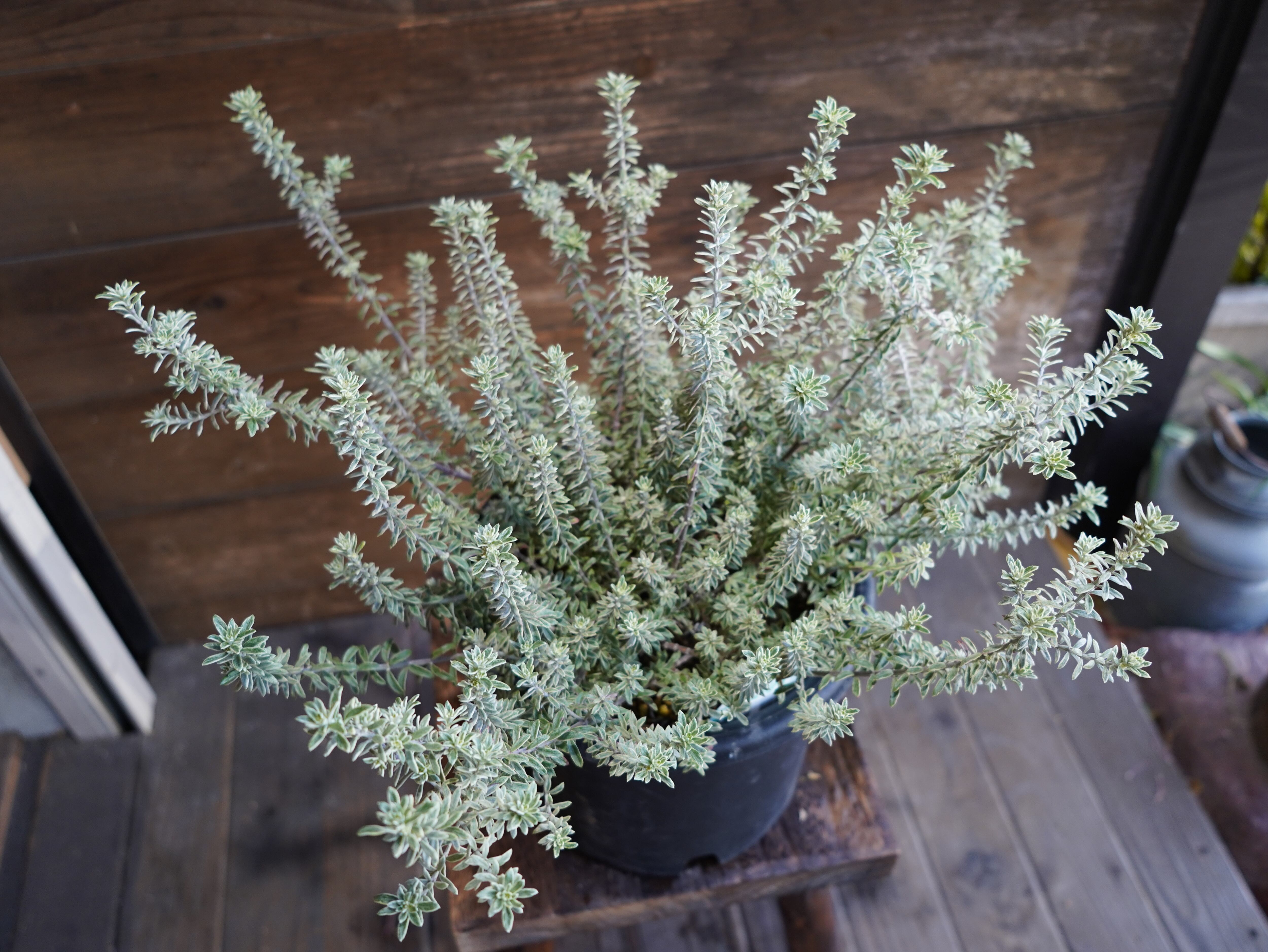 【現物】ウエストリンギア　”スモーキーホワイト”