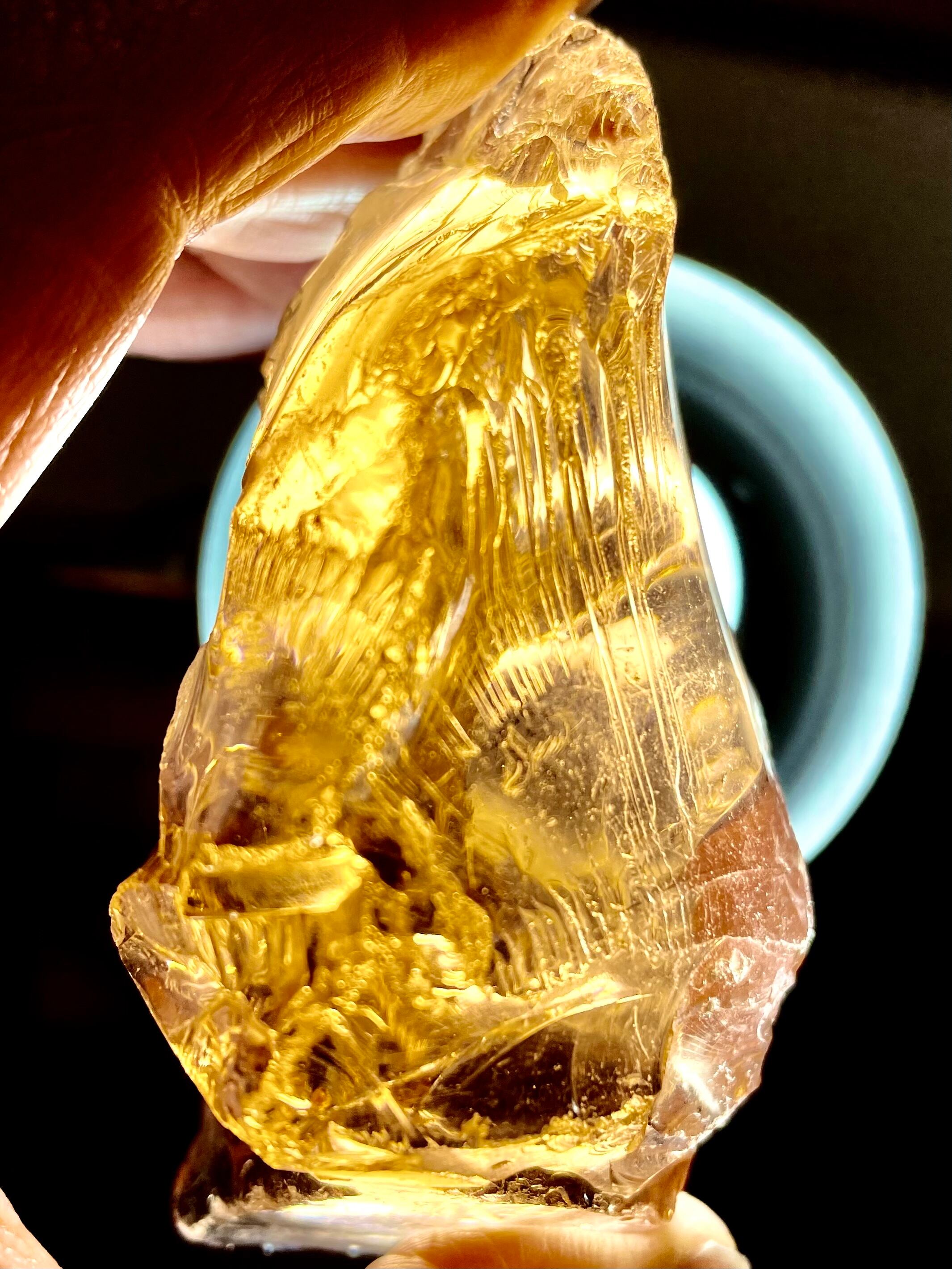 ゴールデン•アンダラ　ブルーエンジェルラダー　希少 1) ブルーエンジェルラダー！「ゴールデン・アンダラ」特大