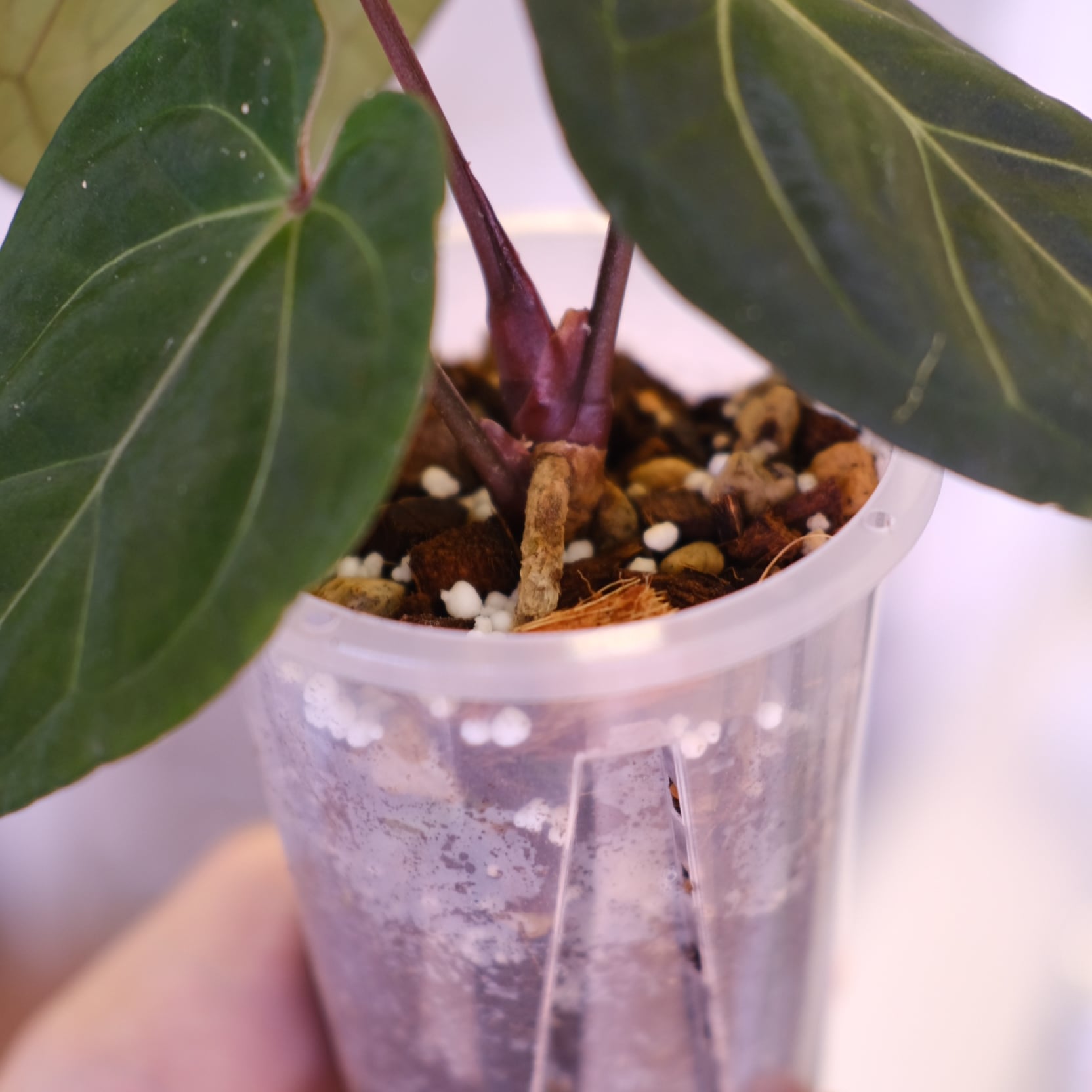 アンスリウム・キングオブスペード × ミシェル│Anthurium King of