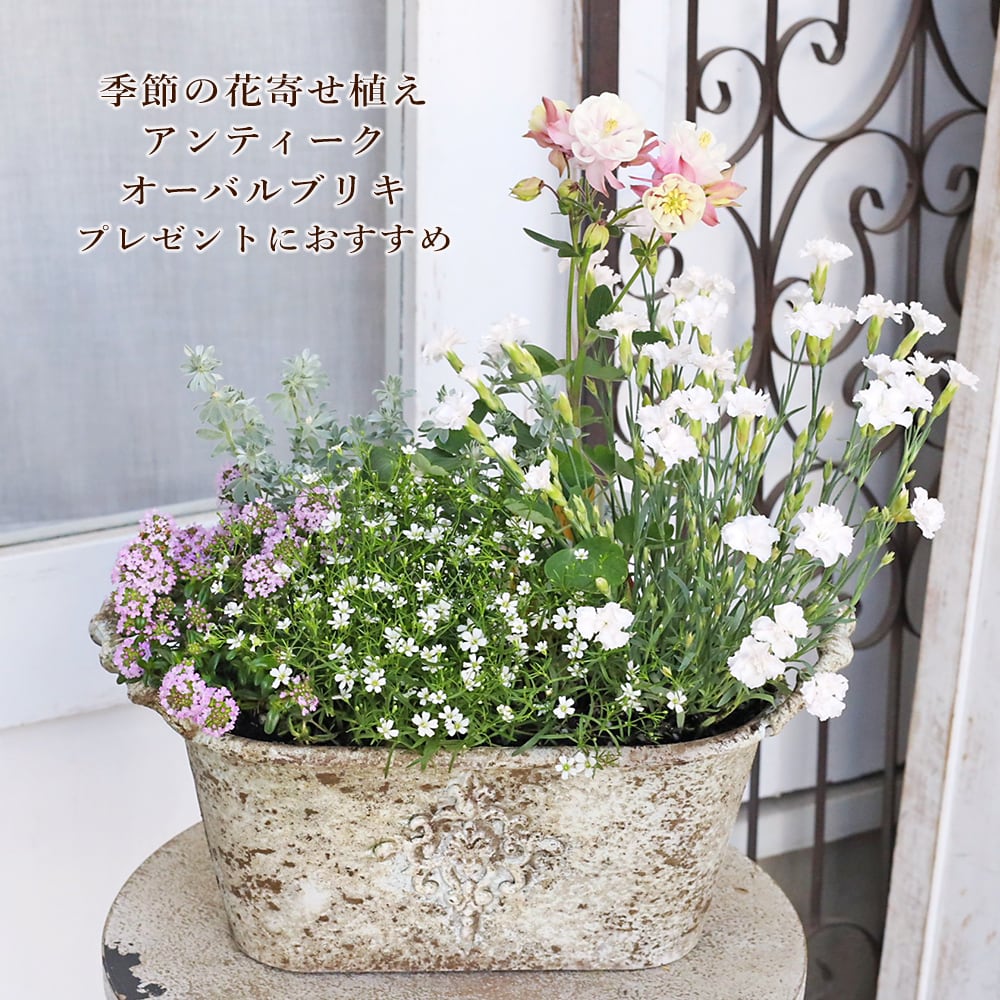 ハーブ寄せ植え おまかせ ナチュラルバスケット スクエア おしゃれ