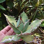 アガベ チタノタ オアハカ Agave titanota Oaxaca 11