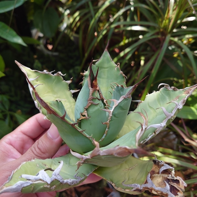 アガベ チタノタ オアハカ Agave titanota Oaxaca 18