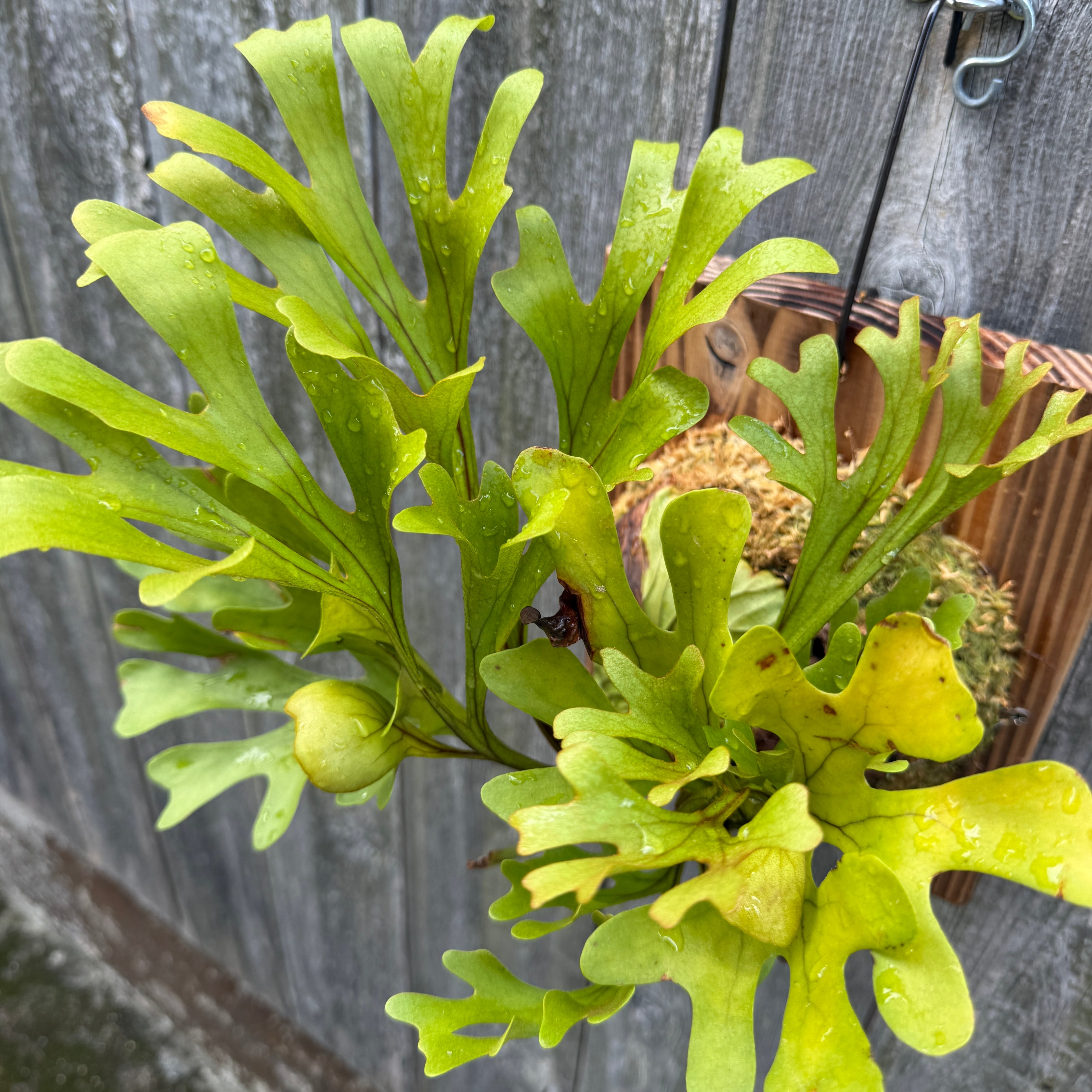 P.ridleyi wild | naturefix