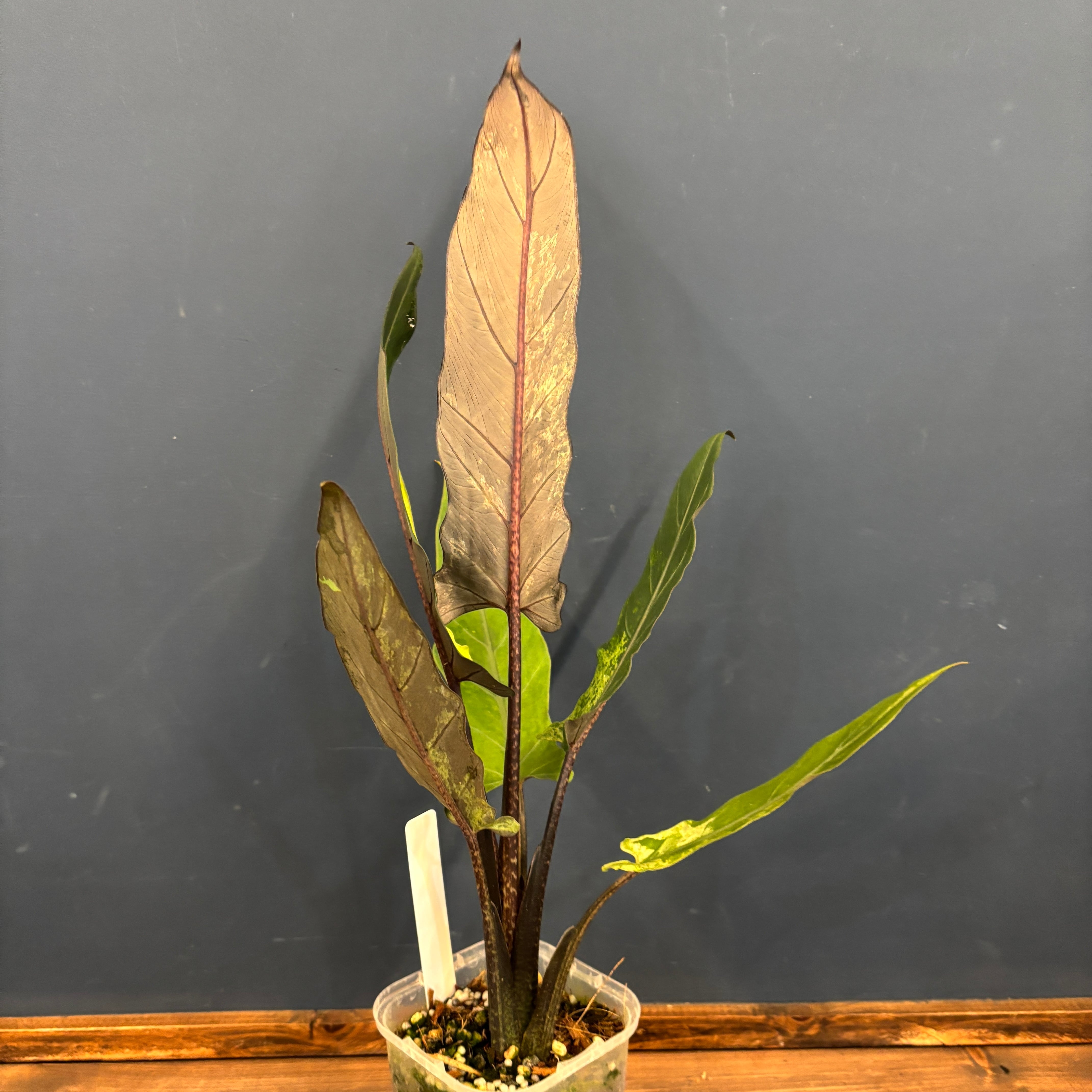 アロカシア ラウテルバキアナ バリエガータ(斑入り)【1089