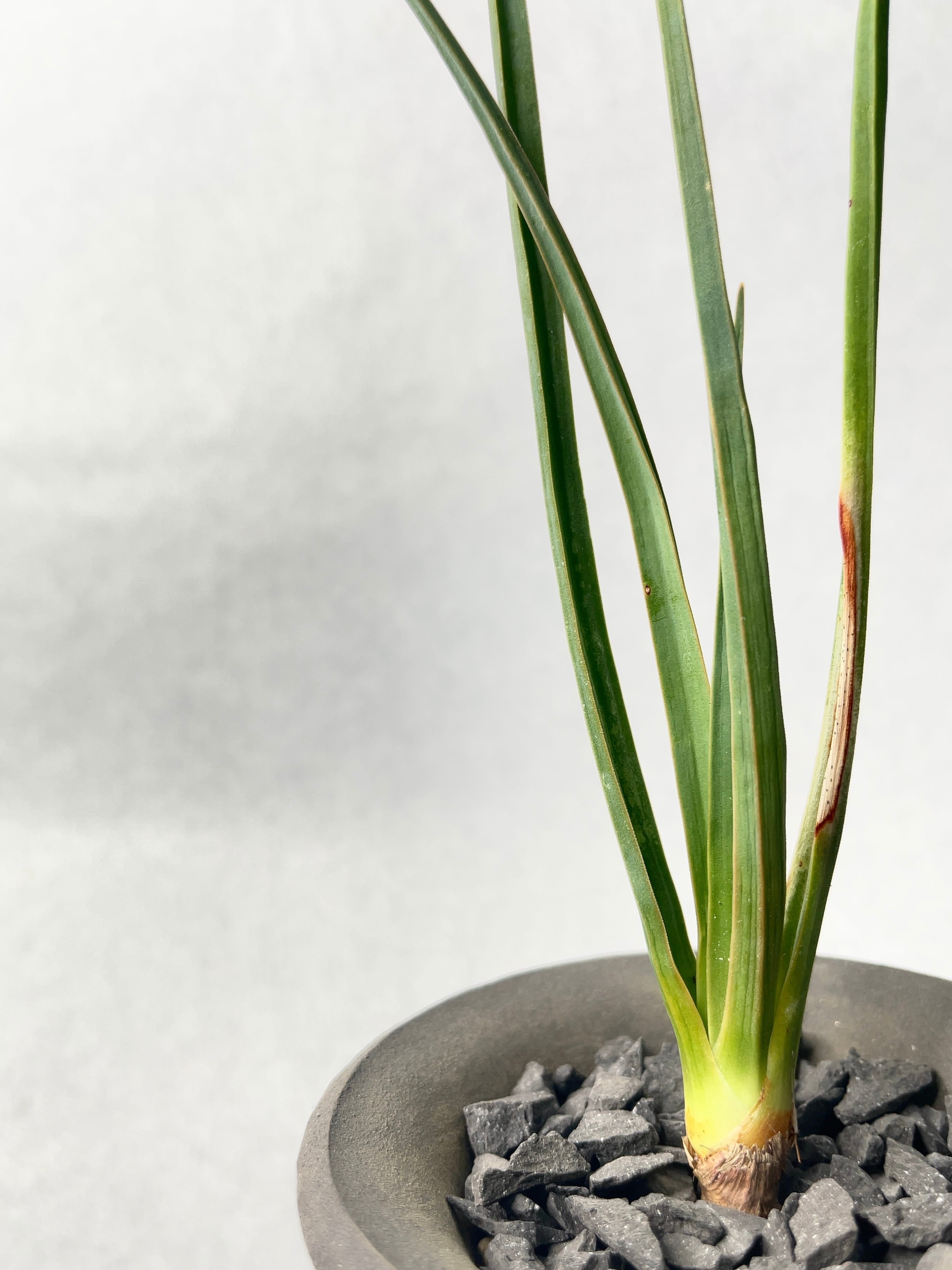 ドラセナ・シナバリ | trigger