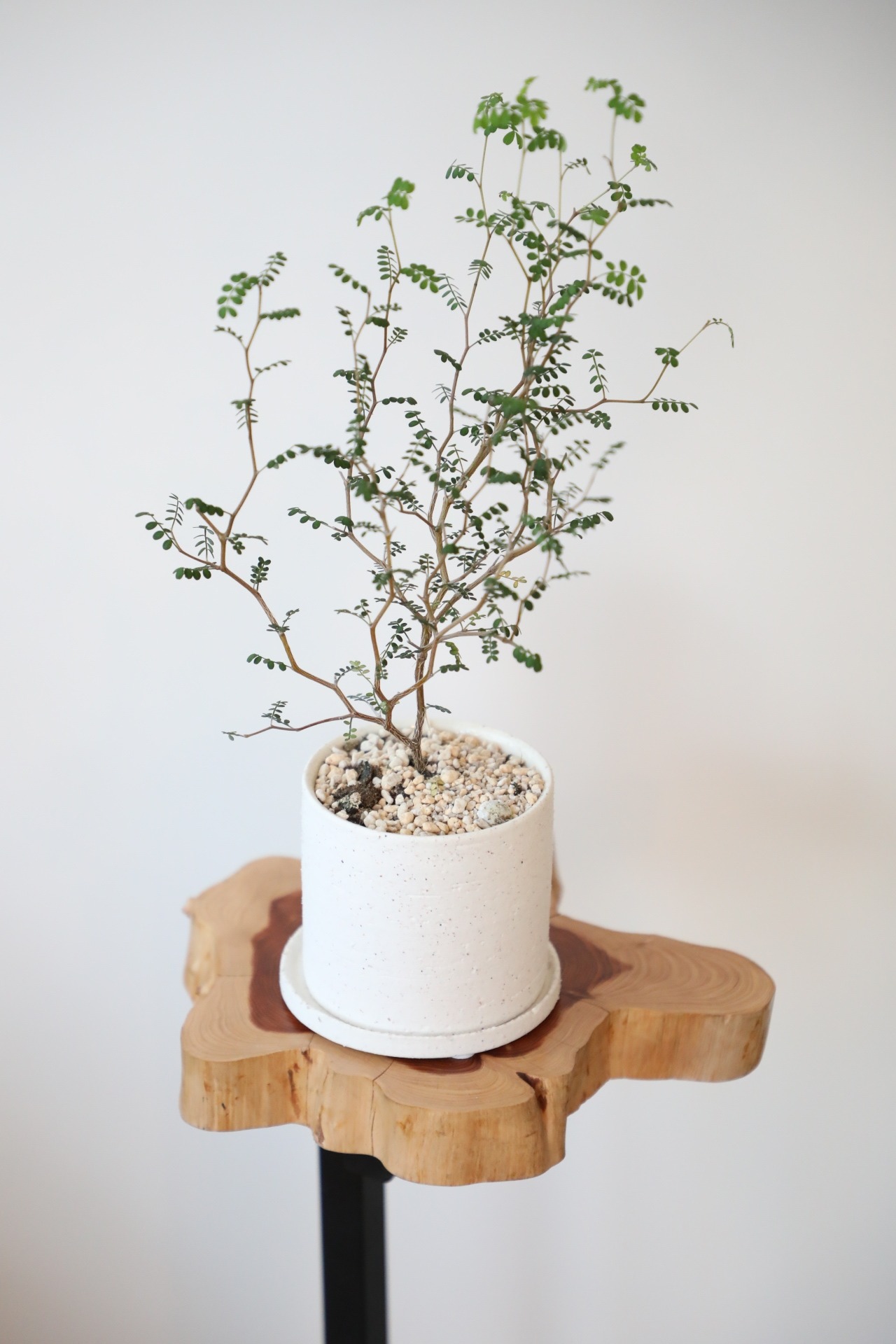 ソフォラ リトルベイビー/Sophora prostrata Little Baby　※陶器鉢付き