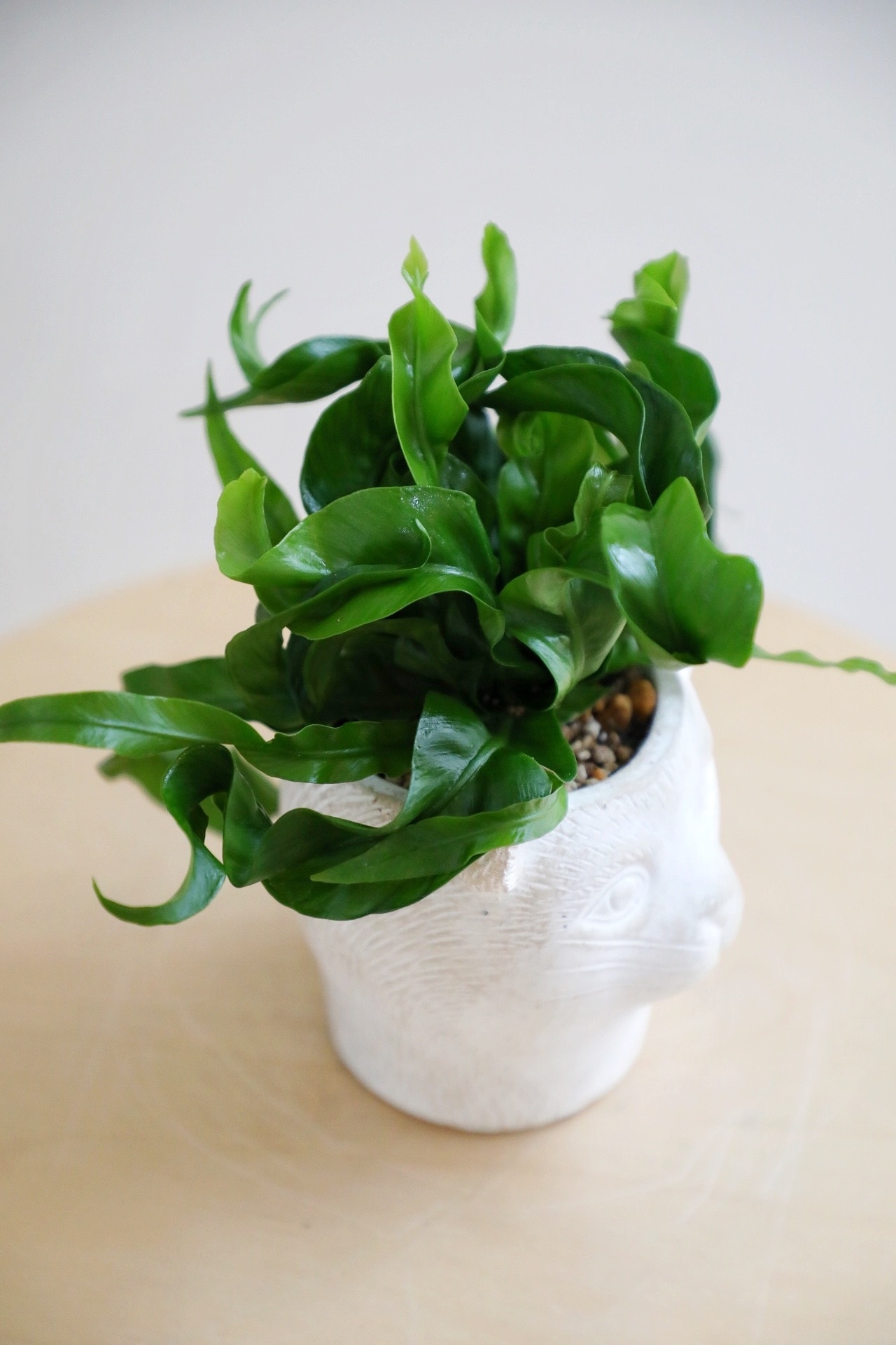 【S】アスプレニウム ハリケーン/Asplenium