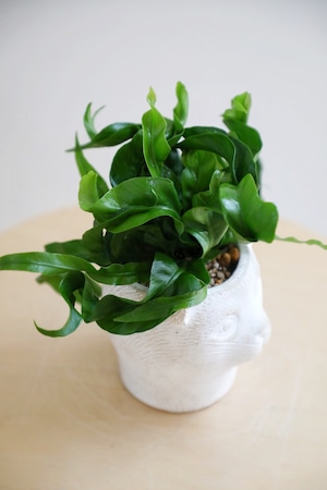 【S】アスプレニウム ハリケーン/Asplenium