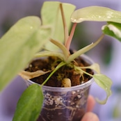 Philodendron Radiatum x Florida Beauty x Mayoi / フィロデンドロン③