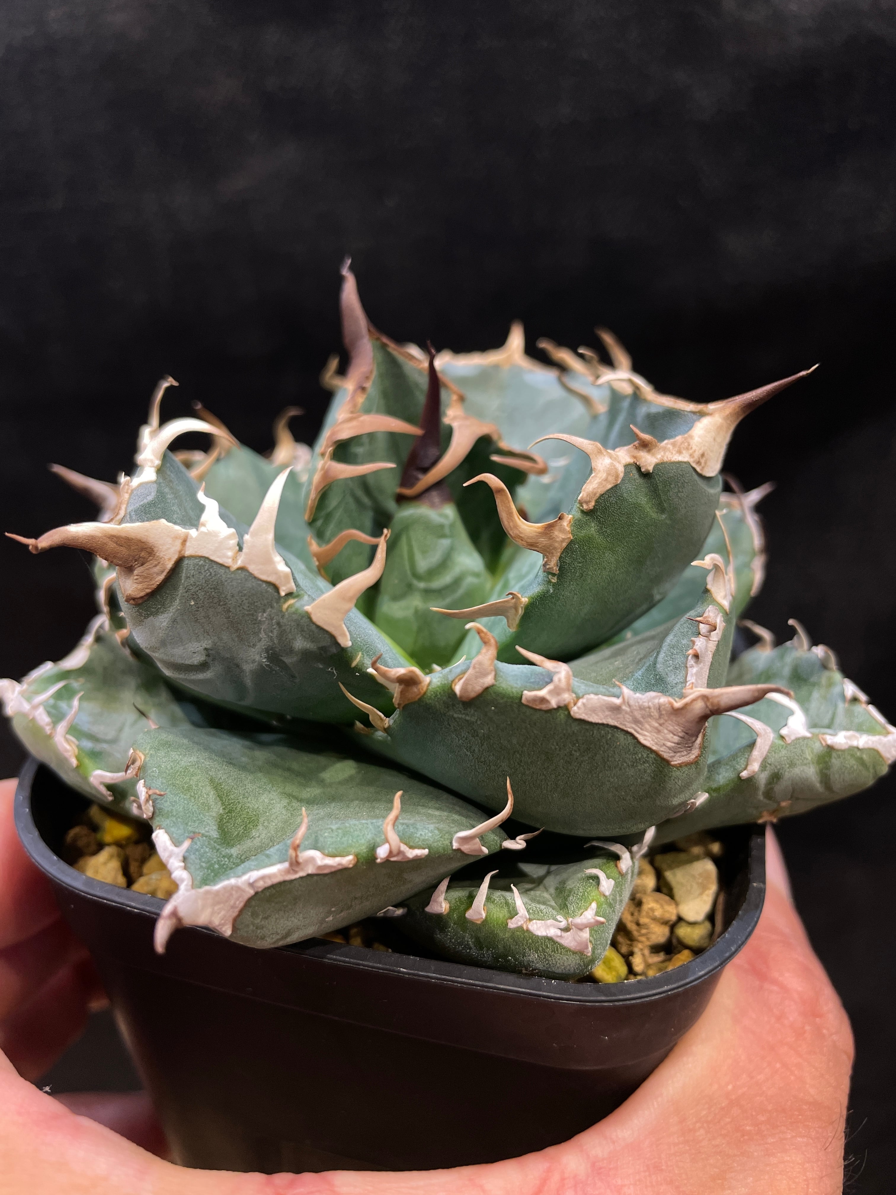 アガベ ホリダ 実 選抜 強棘 コンパクト 多肉 観葉植物 チタノタ