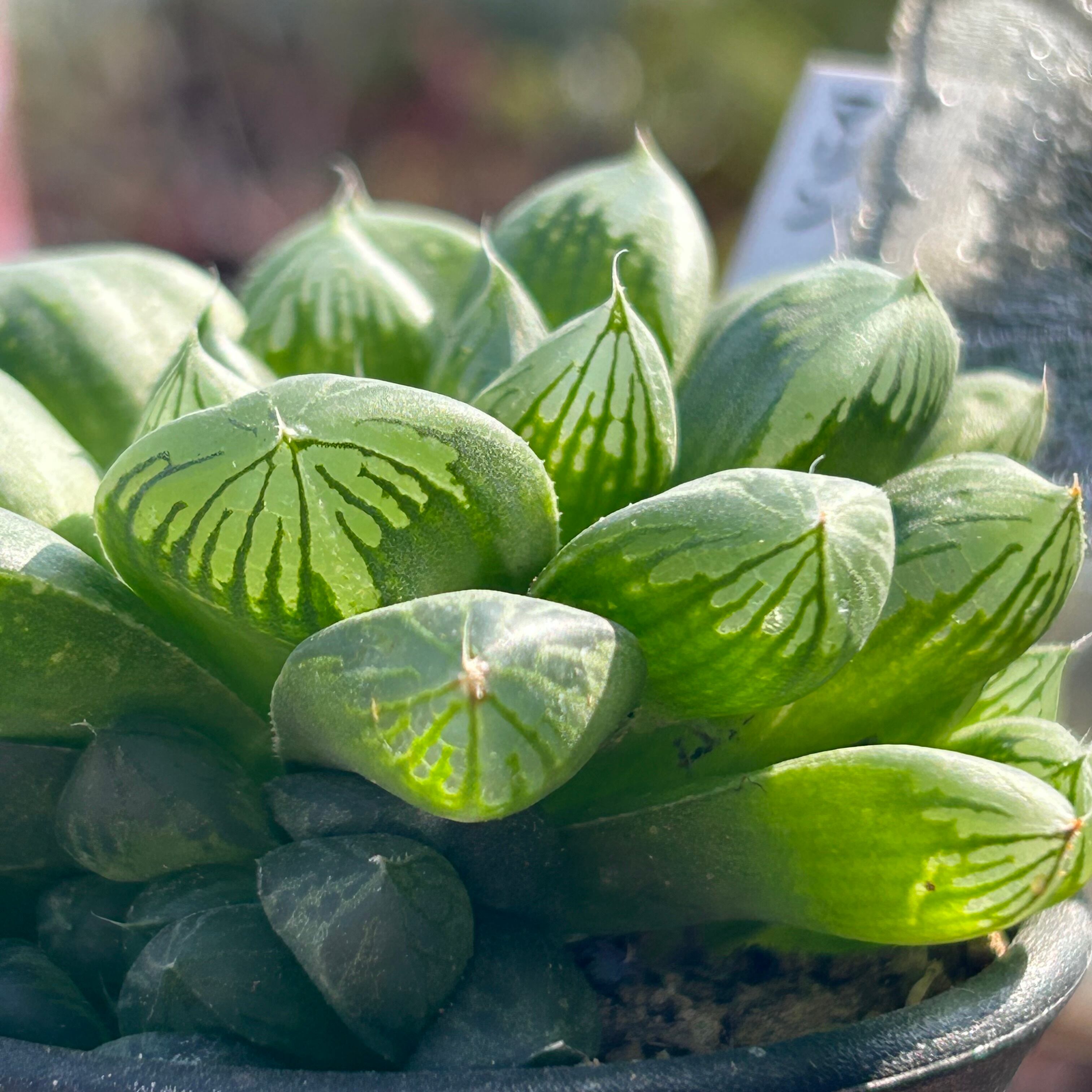 多肉植物 ハオルチア 台湾李氏実生名品 氷河の門 濃*0様 多肉植物 ハオルチア 台湾李氏実生 - メルカリ