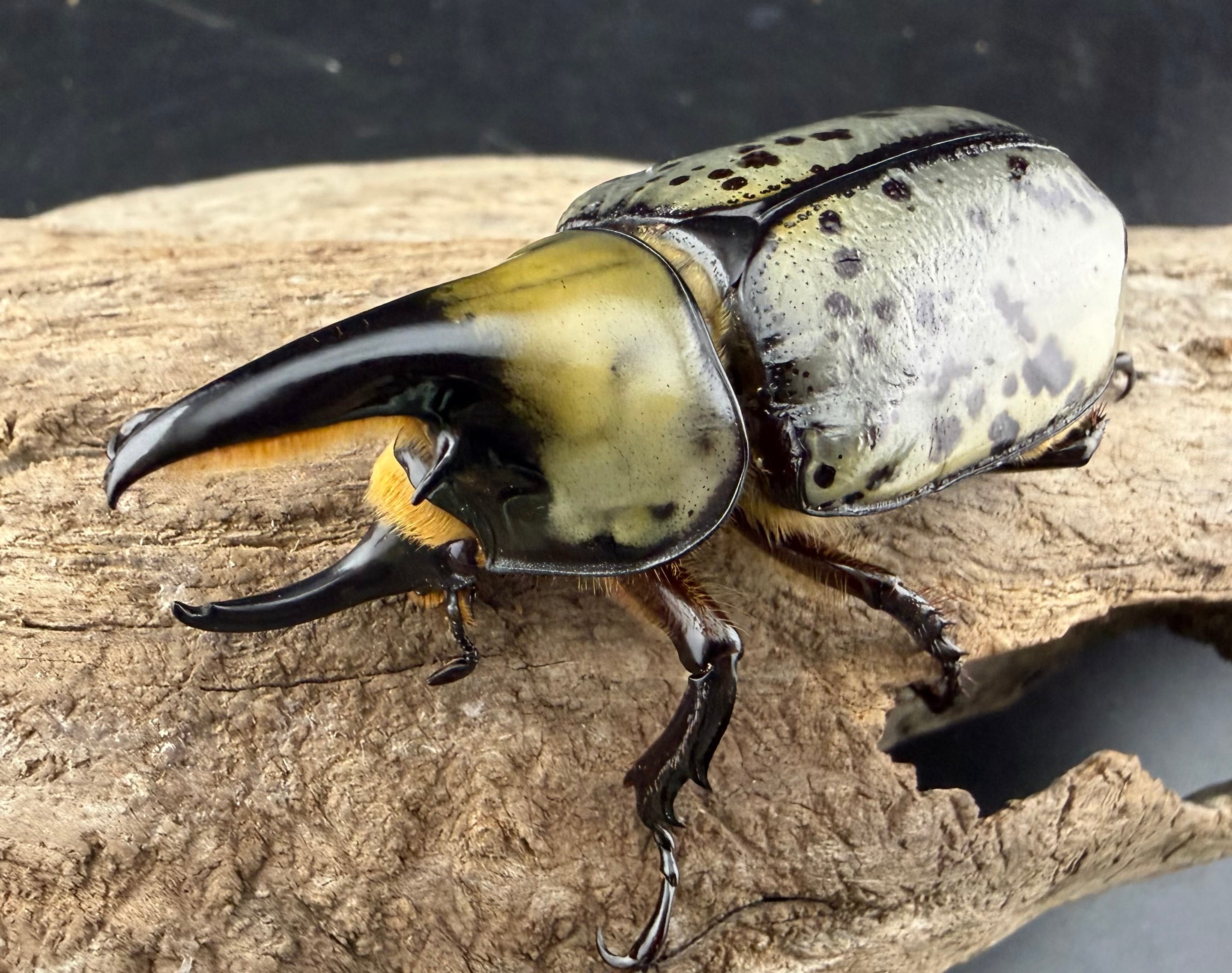 ティティウスシロカブト 60.5mm ペア》 | KPW公式オンラインショップ