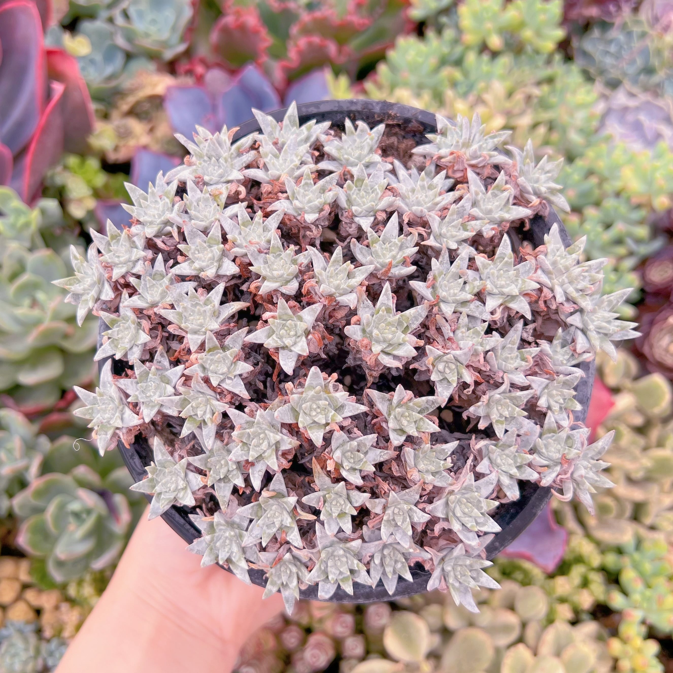 現品　白菊 ダドレアグノマ#M143　特大群生　新入荷　るる農園