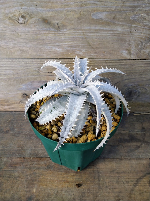 ディッキア・グランマルニエ　dyckia・grand  marnier