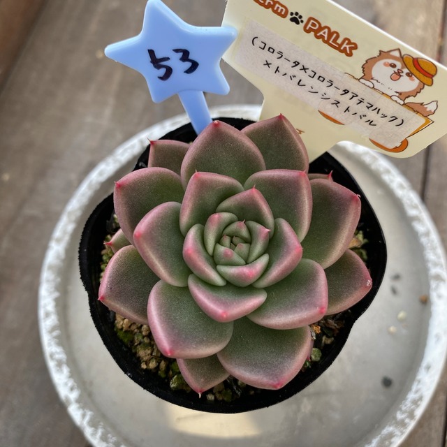53..farmpalk交配種