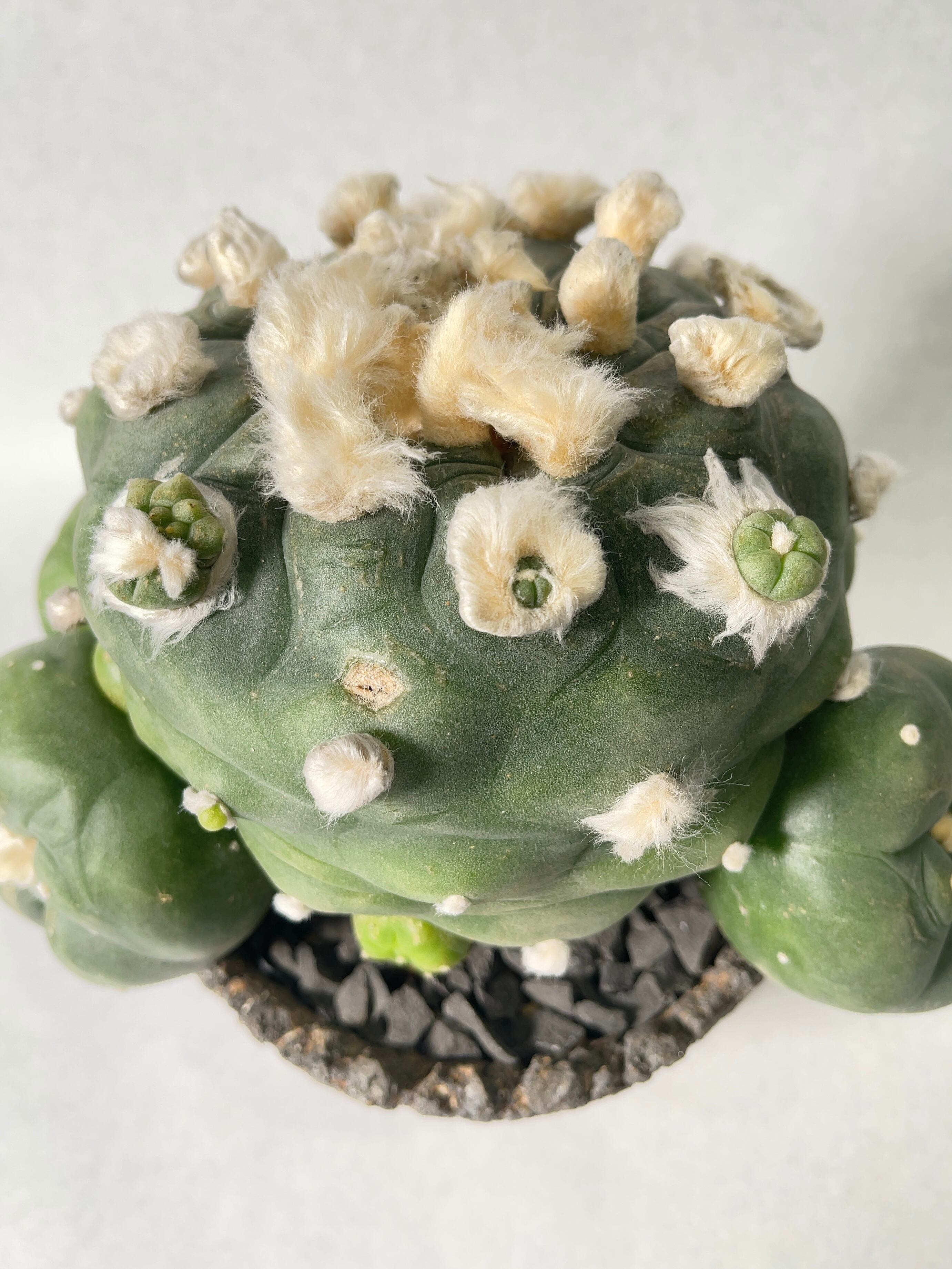 ロホホラ・特疣ディフューサ | trigger ロホホラ・特疣ディフューサ | trigger