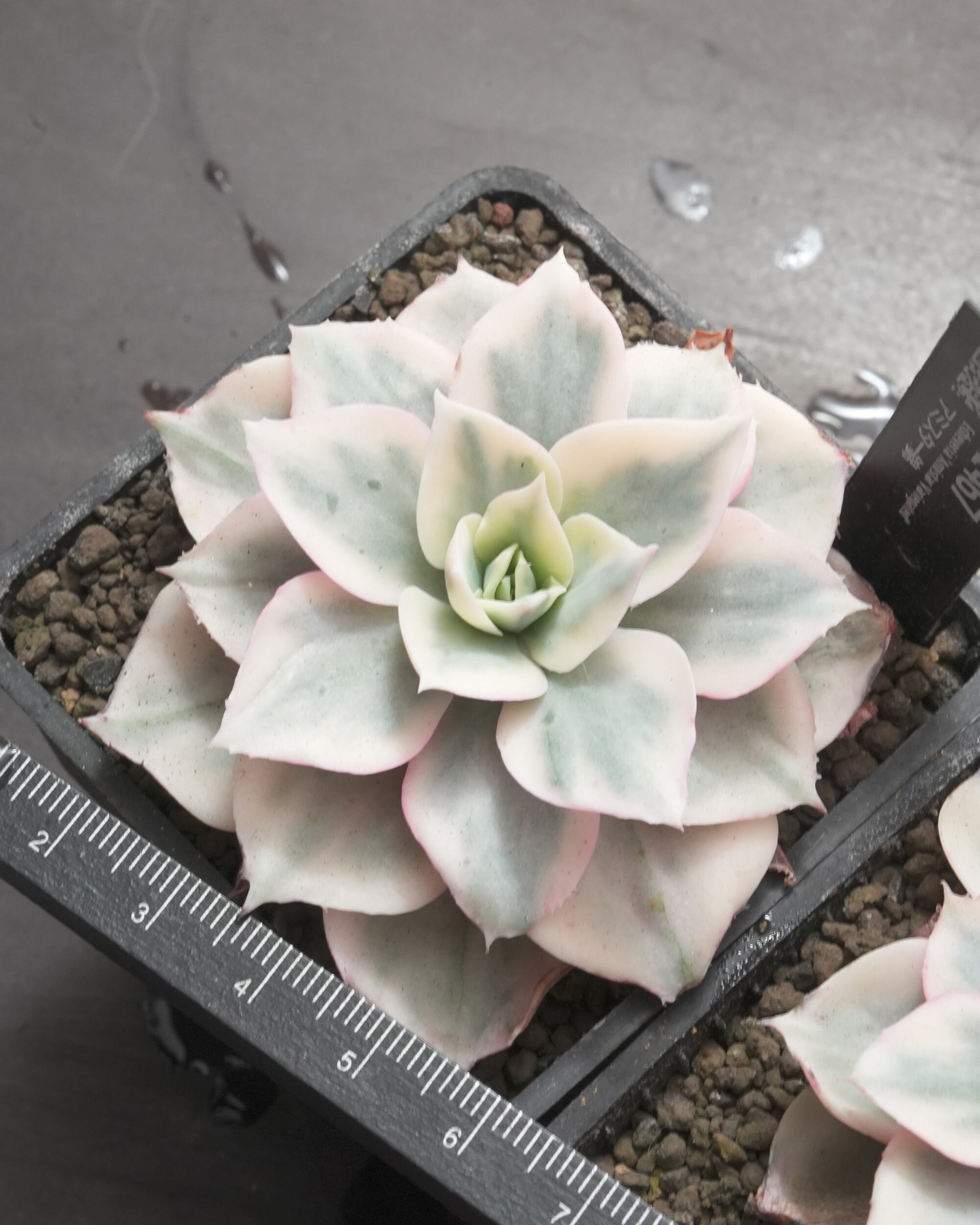 抜き苗 アミスター錦 Echeveria 'Amistar Variegated' | PUKUBOOK