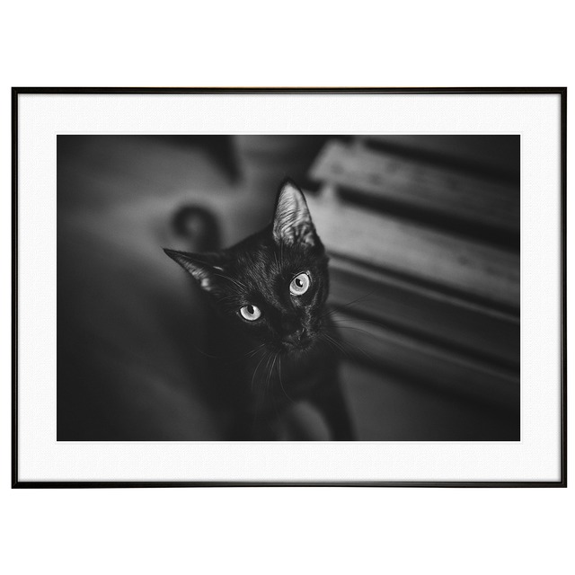 動物写真 黒猫 インテリア モノクロアートポスター額装 AS1214