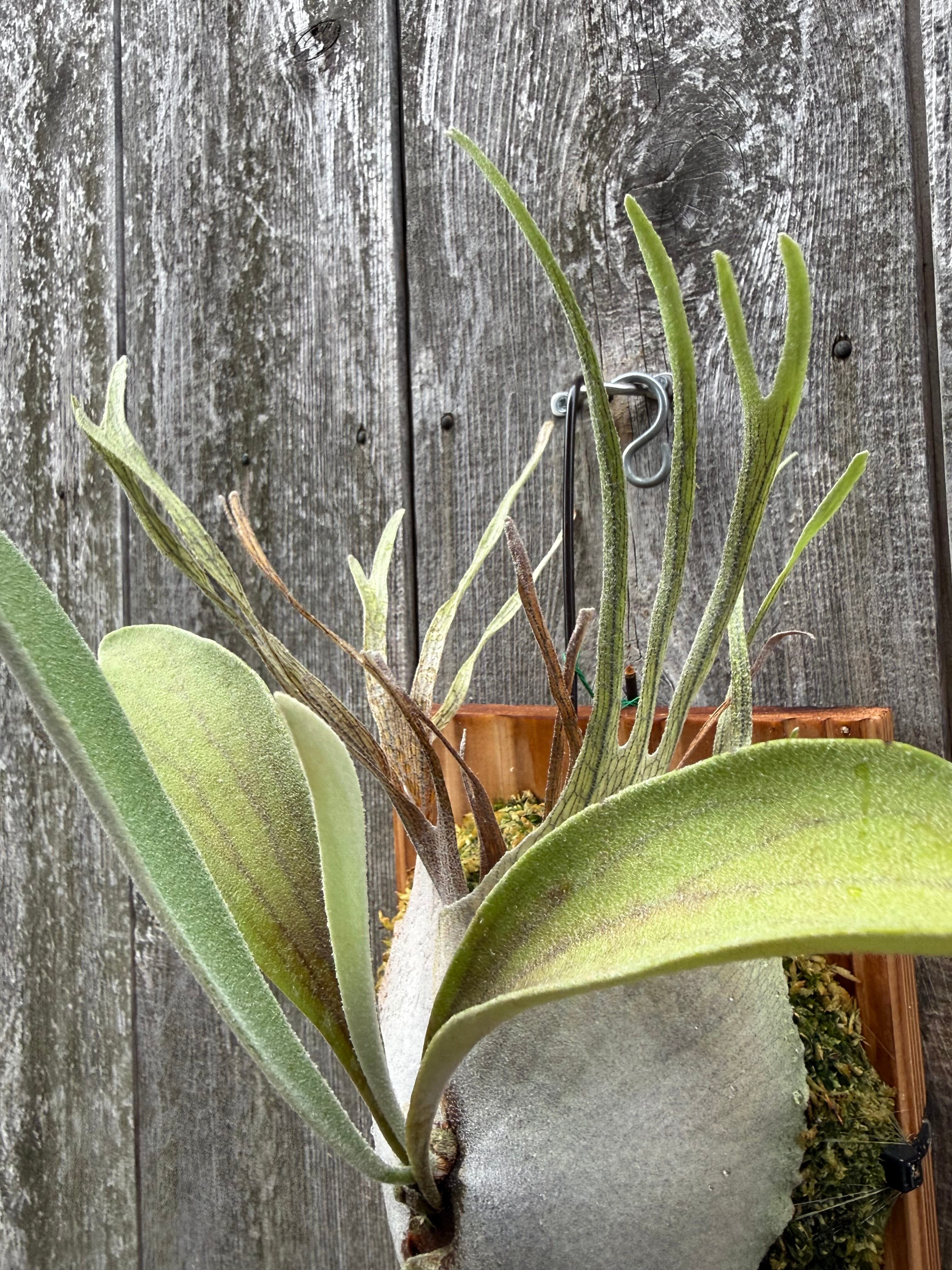 P. veitchii Auburn river spore | naturefix