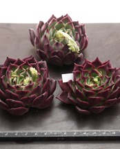 カット苗 ブラックナイト Echeveria 'Dark Night'