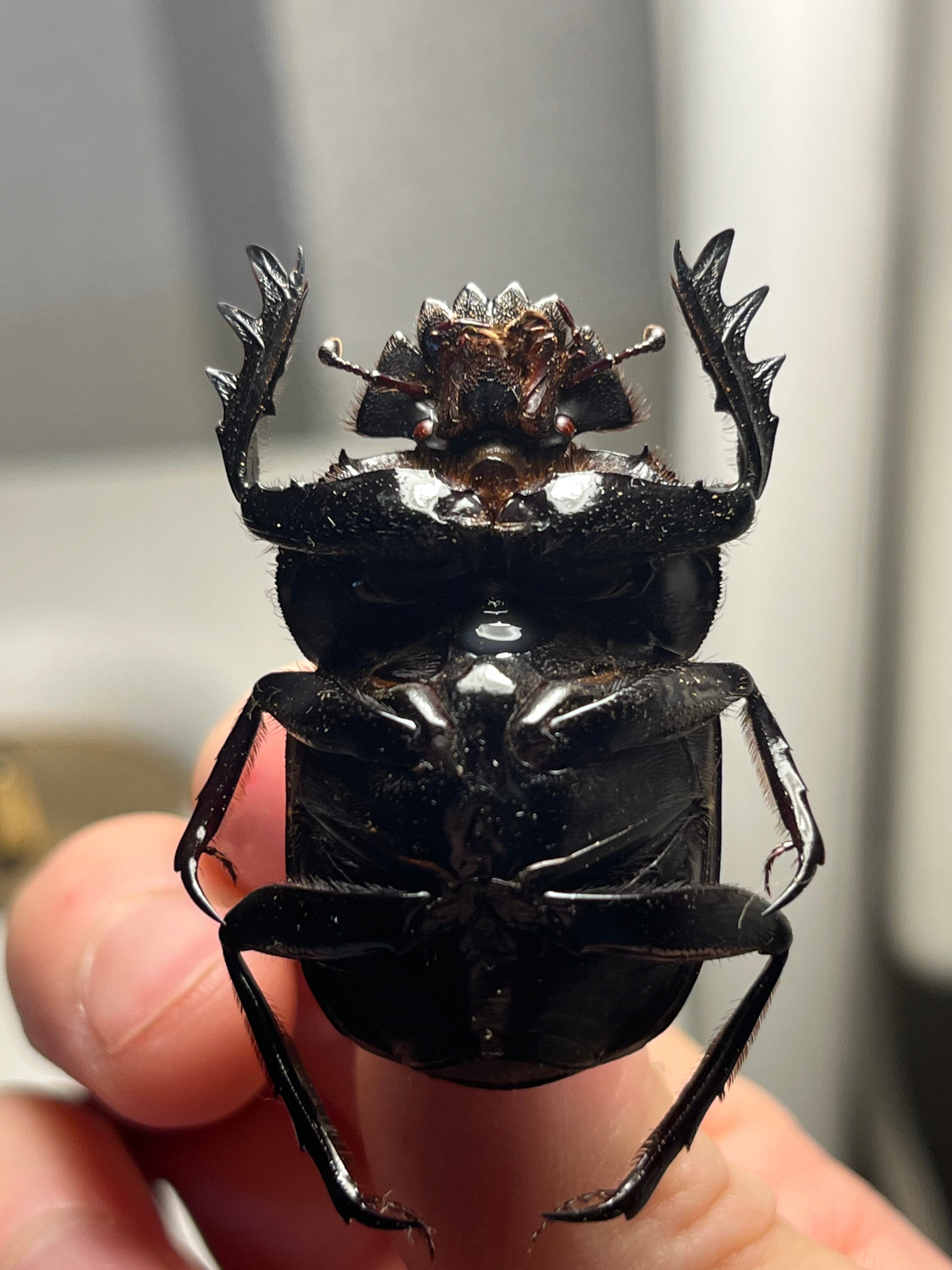 糞虫標本】タマオシコガネの一種 Pachysoma 糞虫フンコロガシ甲虫昆虫