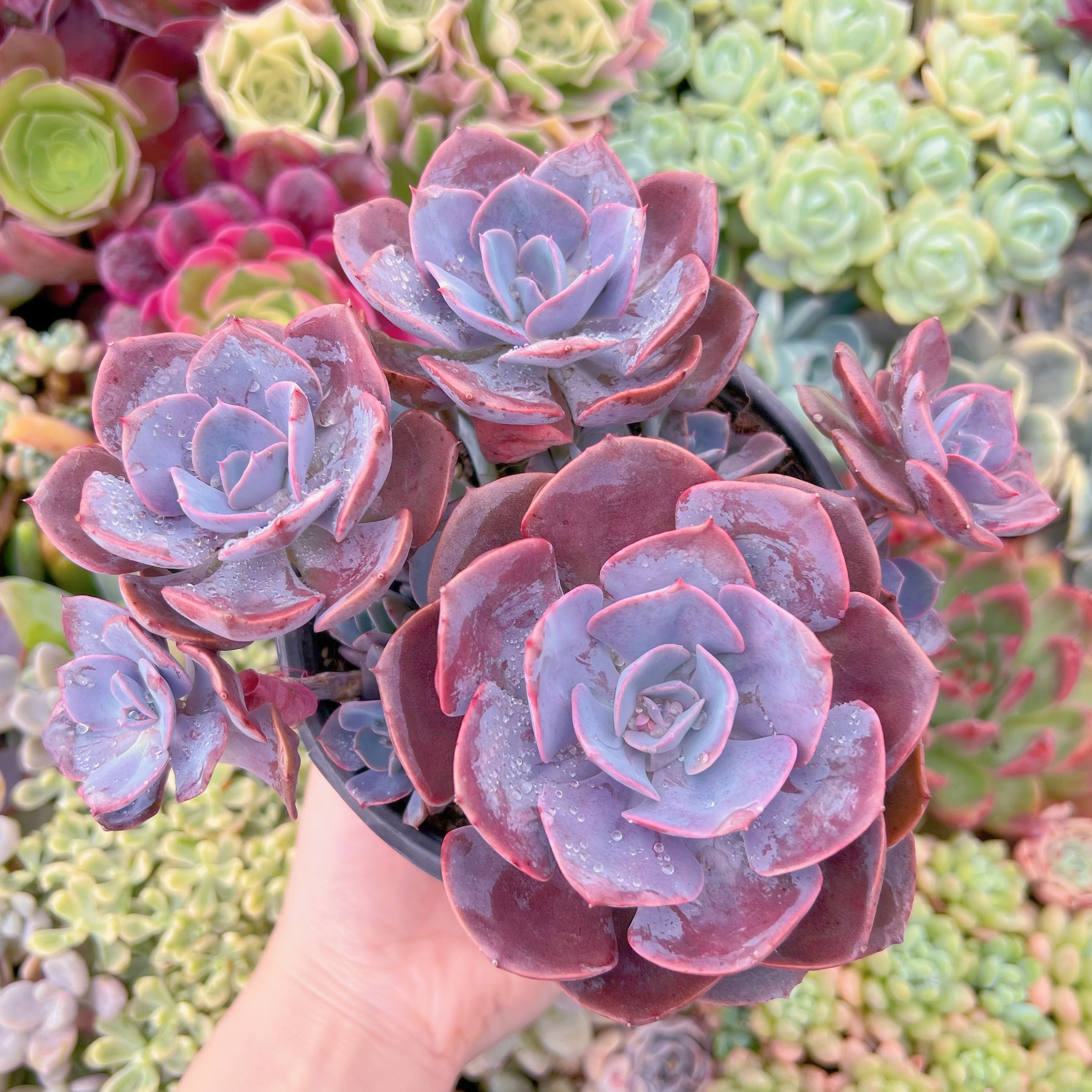 現品　Dusty Rose#794　群生　るる農園