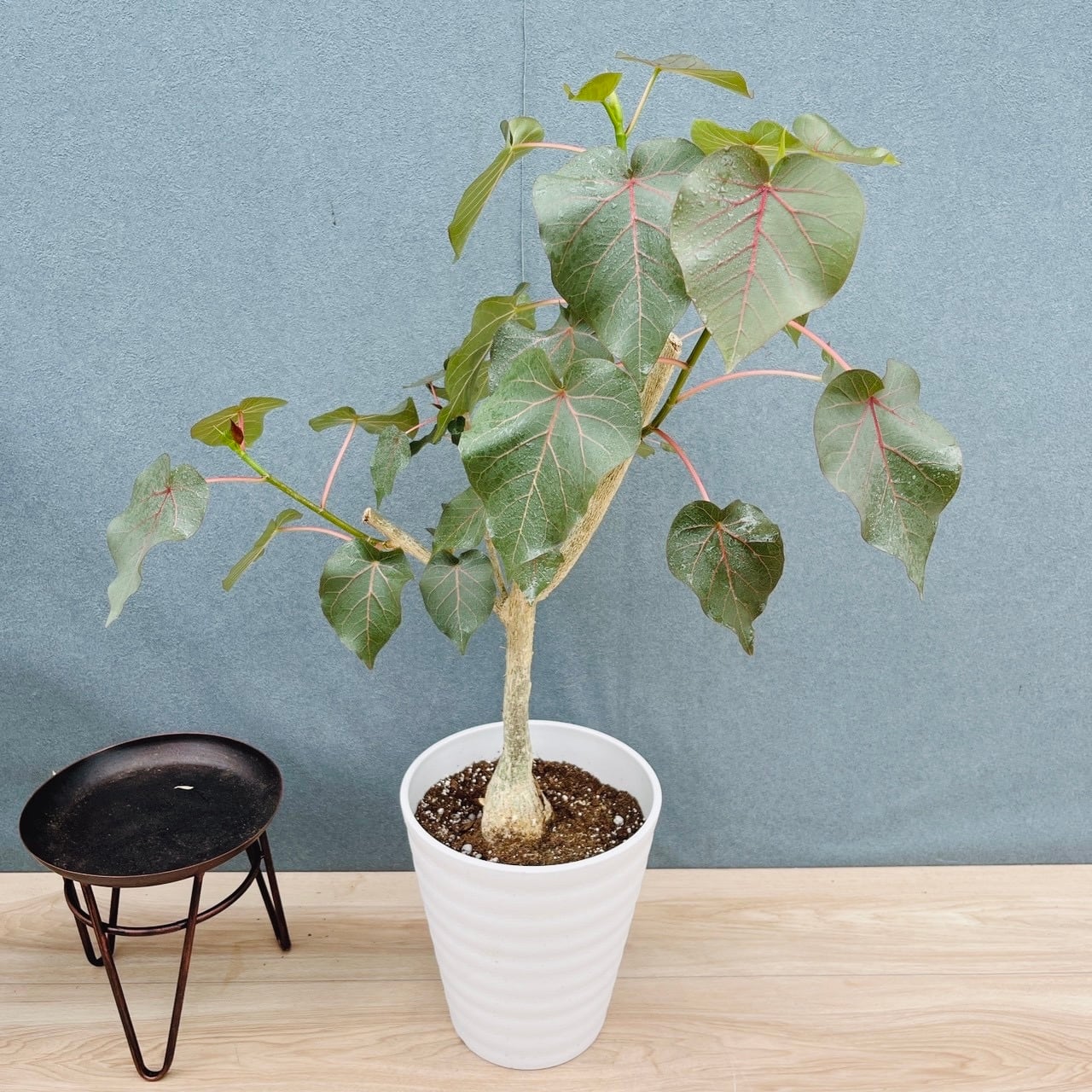 ［現品］36番　ユッカ　エレファンティペス　斑入り　10号　観葉植物　室内　大型 現品］36番 ユッカ エレファンティペス 斑入り 10号 観葉植物 室内