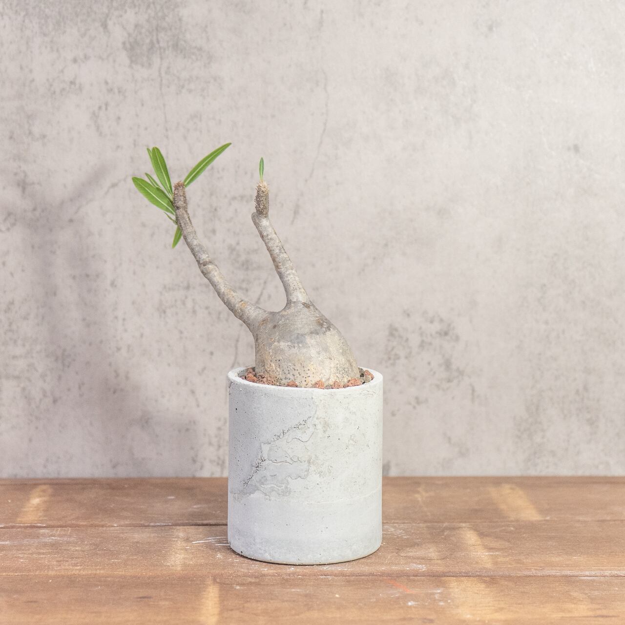 パキポディウム・グラキリス（胴回り20㎝）｜丸みのあるフォルムが愛らしい小ぶりな現地株【発根済／モルタル鉢】