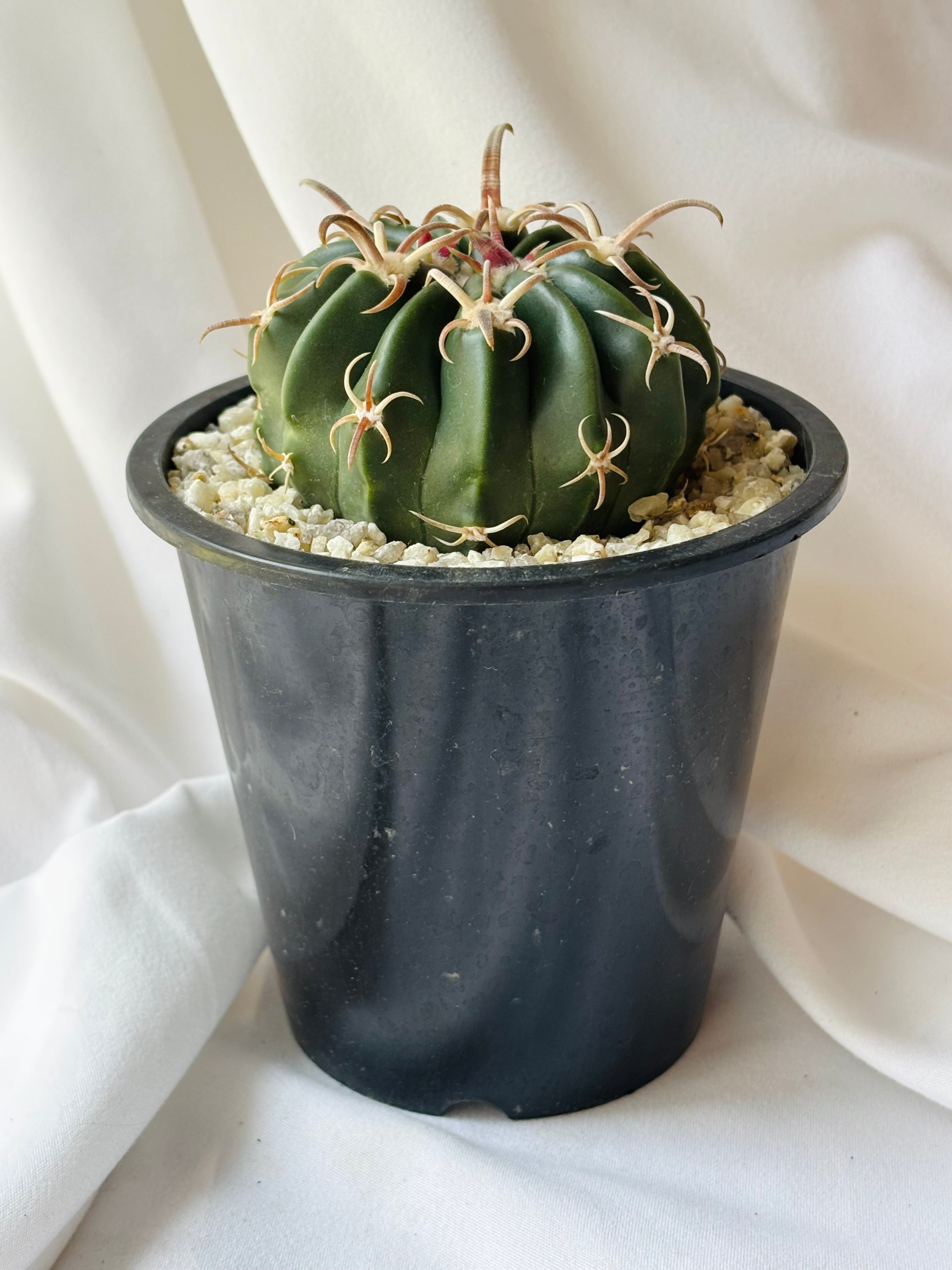 Echinocactus texensis エキノカクタス 綾波 武蔵 サボテン | plants
