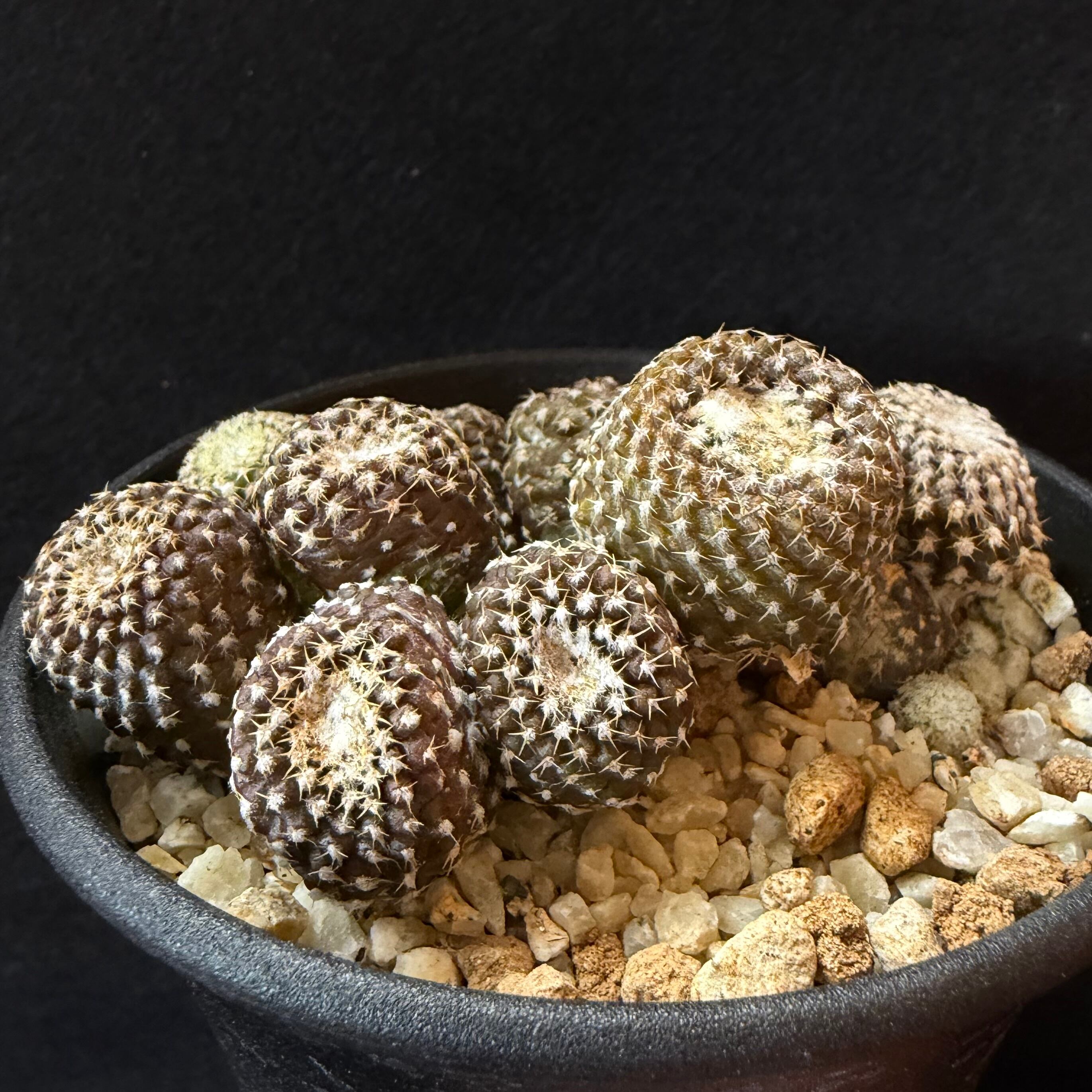 フィロデンドロン ビレッティア 斑入り 大株【激レア】Philodendron
